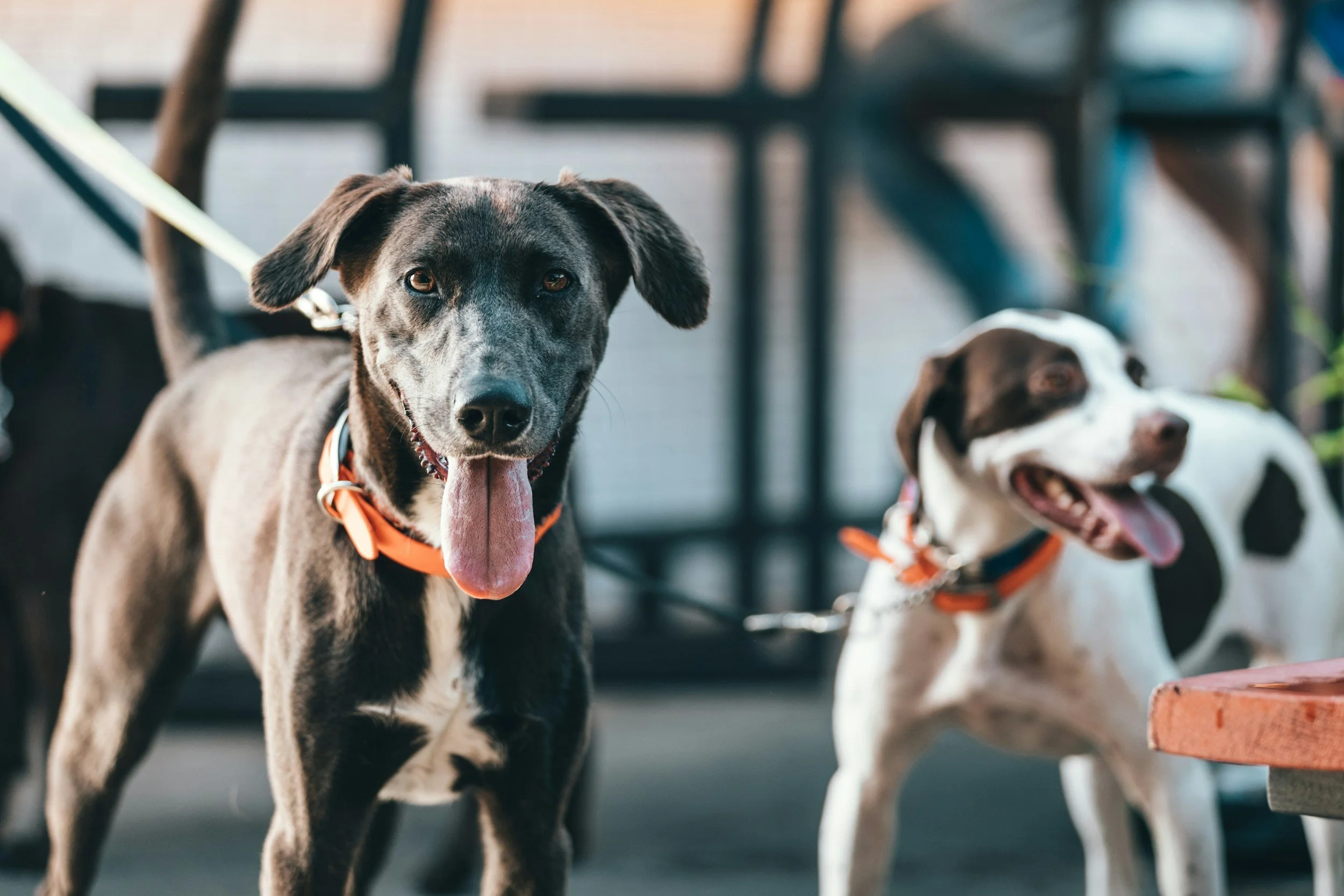 Two dogs, one black and white and the other brown and white, standing outdoors near a table with a brick on it, both wearing orange collars.