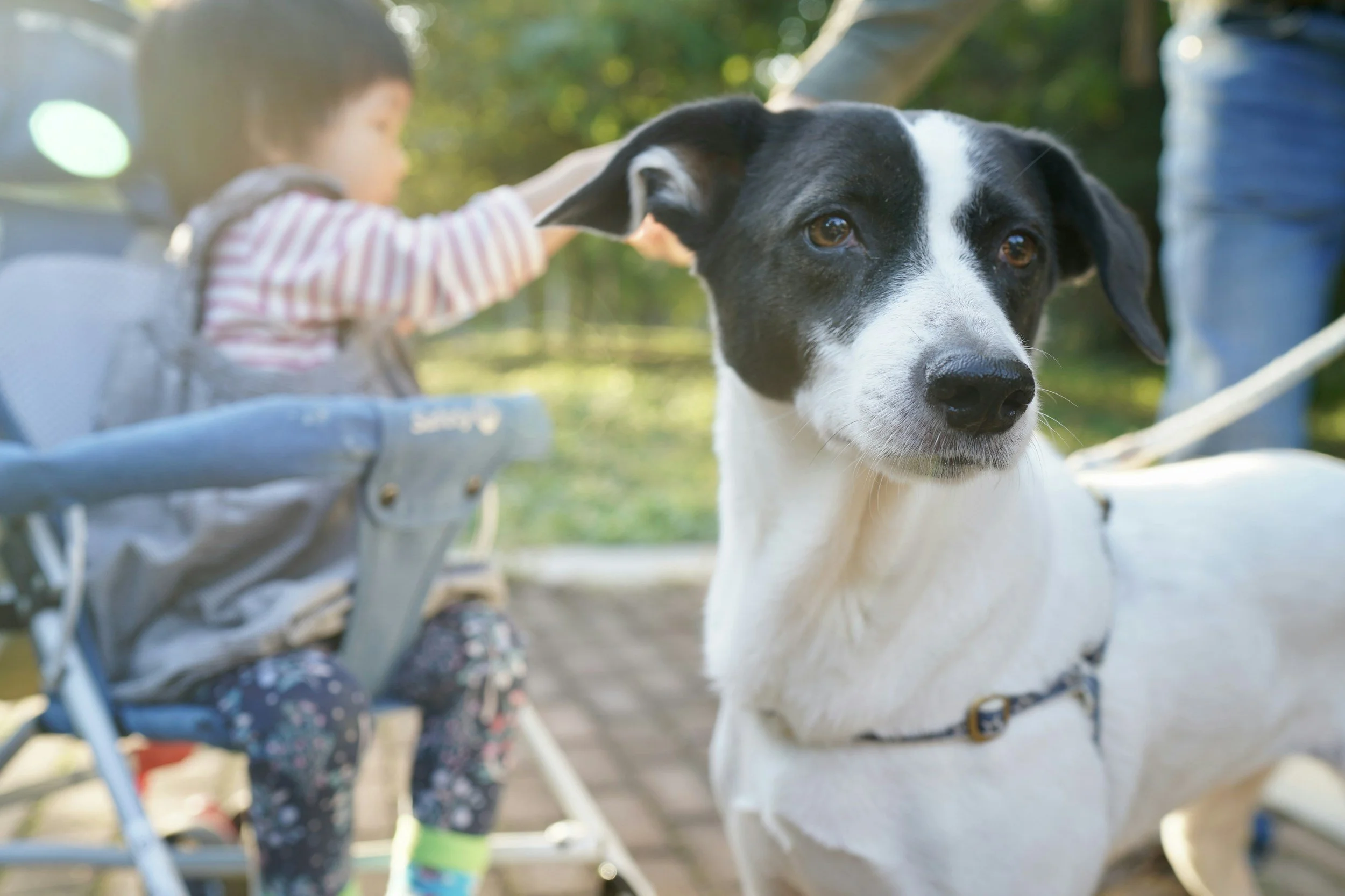 A black and white dog with brown eyes in the foreground, and a young child reaching out to pet it, while sitting in a stroller in an outdoor park setting.
