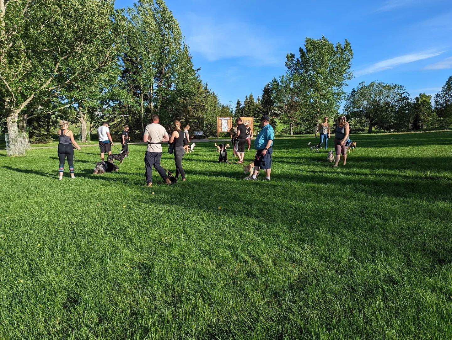 A group of people with their dogs gathering in a grassy park on a sunny day under blue skies, some standing and some sitting, with trees in the background.