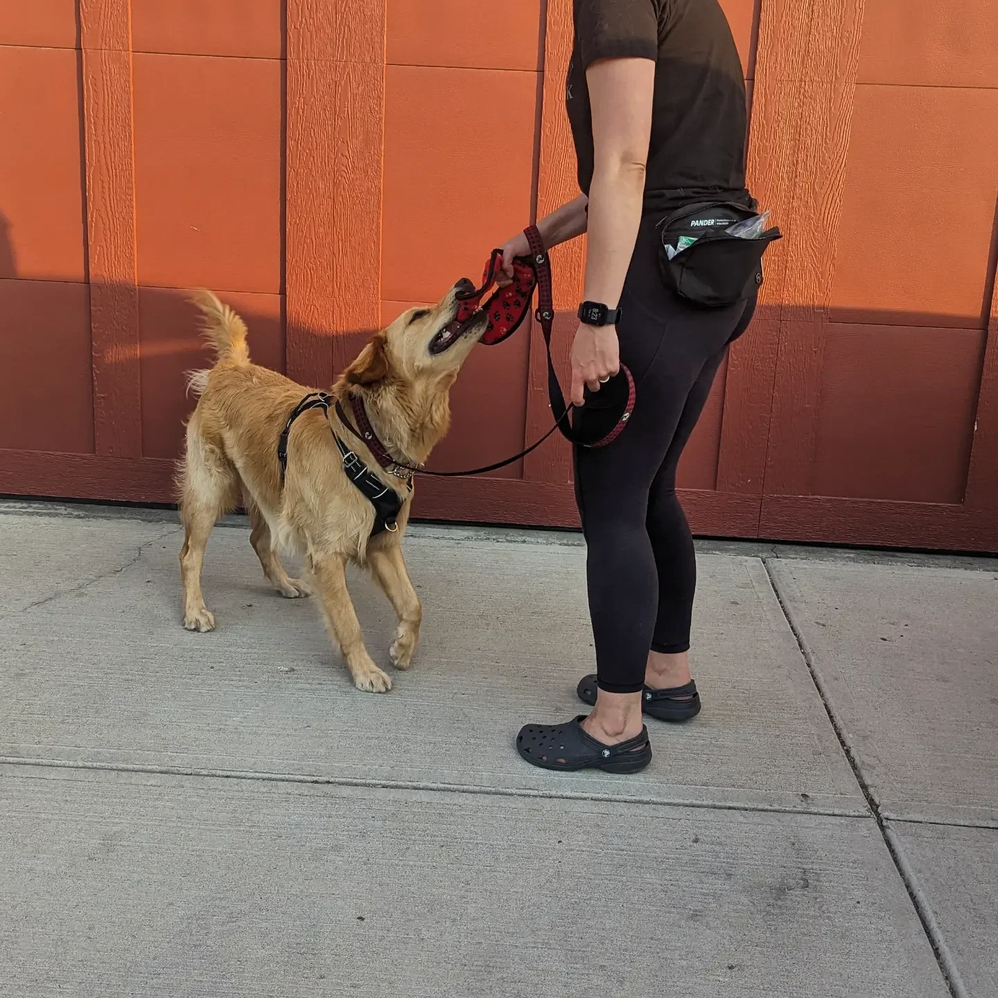 Person standing next to a service dog, holding the dog's leash and toy, against a red wooden wall.
