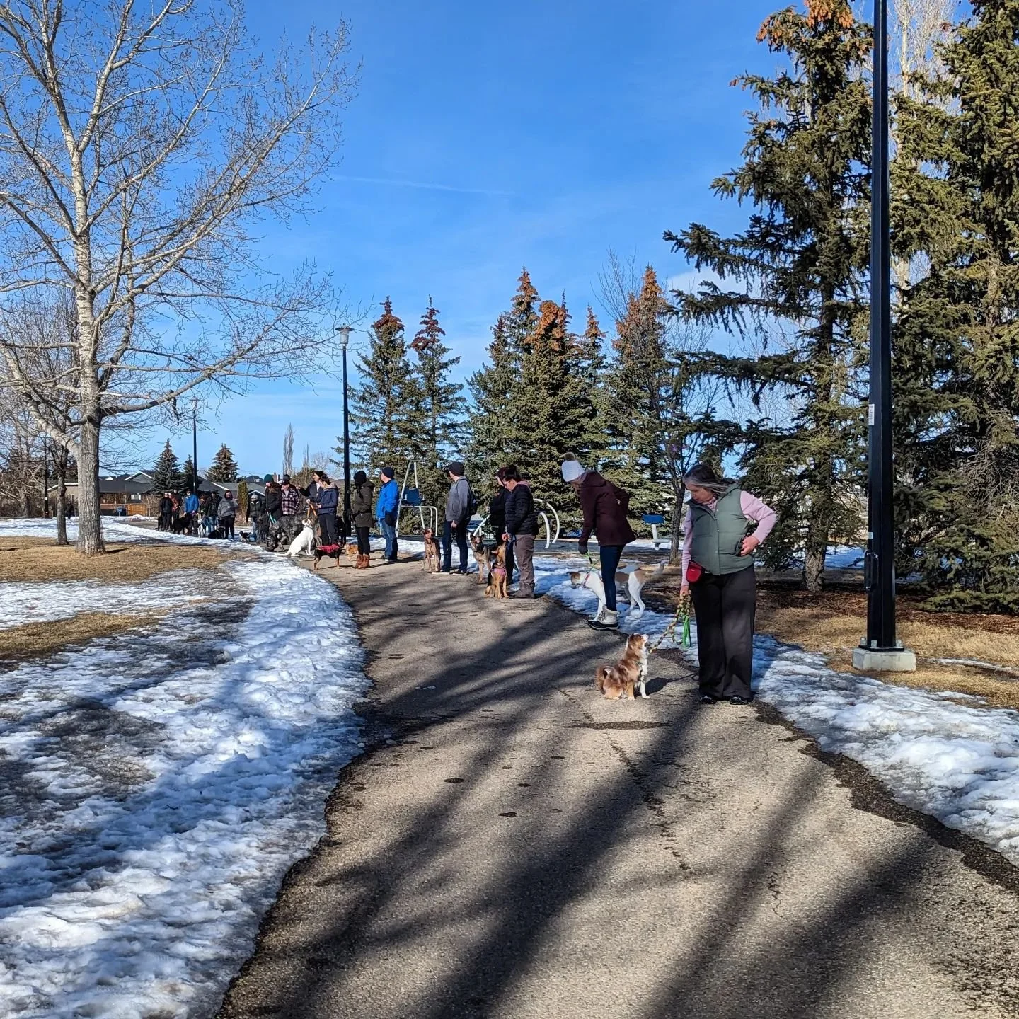 Line of people walking dogs on a pathway in a park during winter, with snow on the ground and tall evergreen trees in the background.