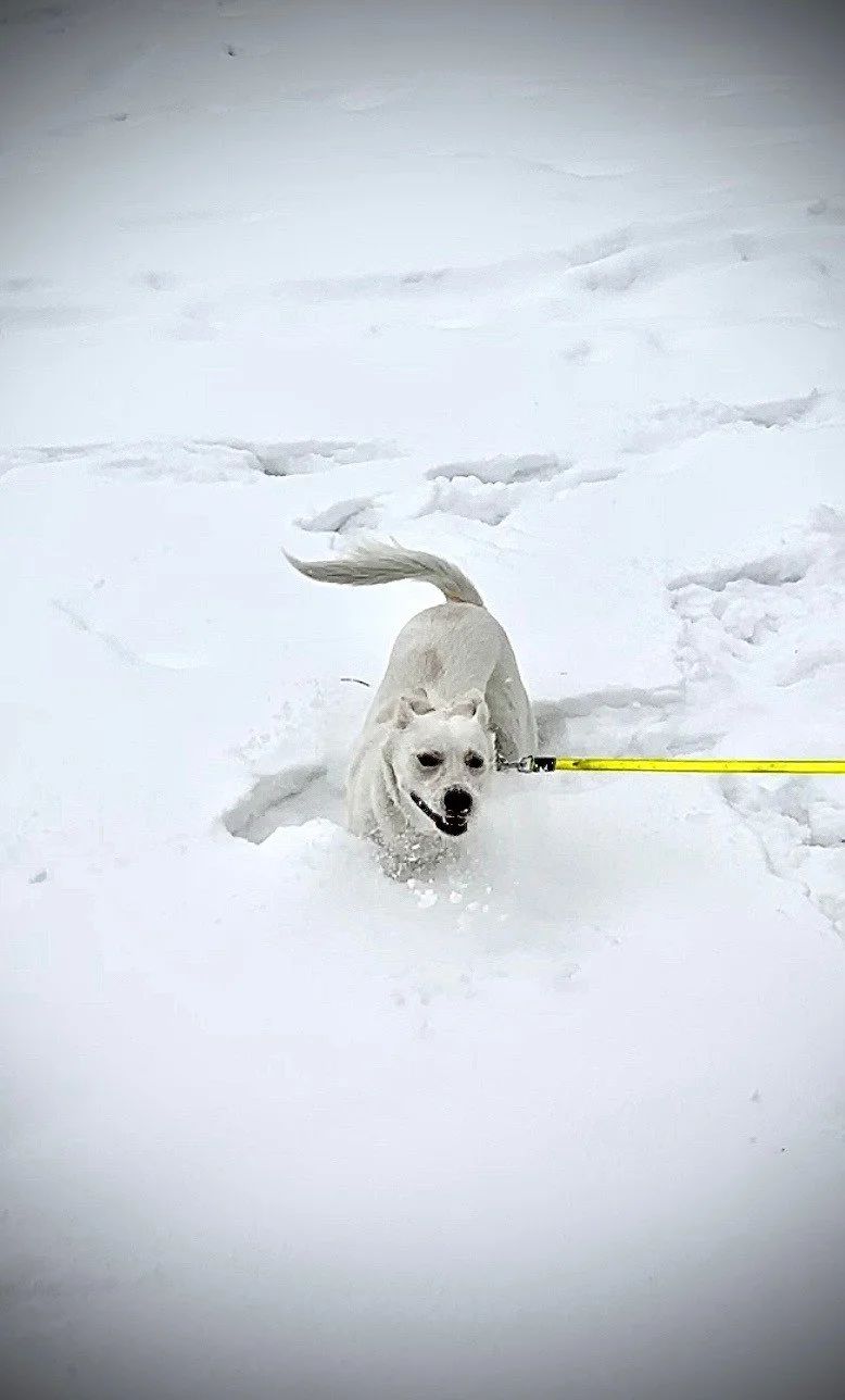 A white dog running through snow with a yellow leash attached, surrounded by snow-covered ground.