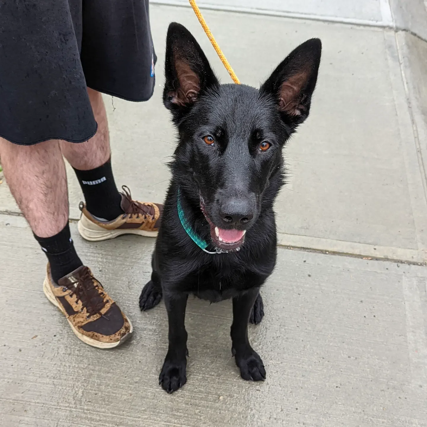 A black German Shepherd dog sitting on a sidewalk, smiling with its mouth open, wearing a teal collar and leash.
