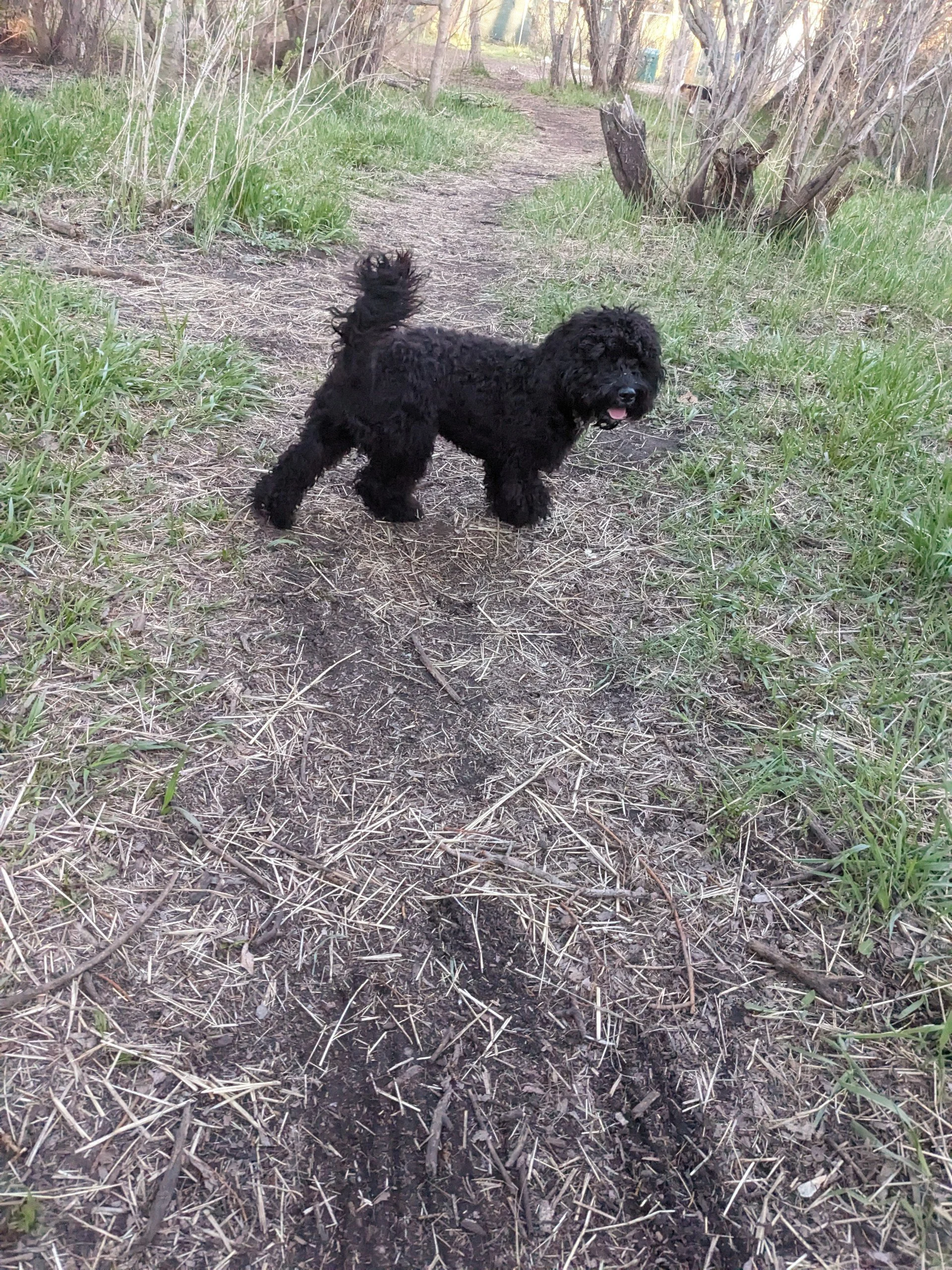 A small black dog with curly fur standing on a dirt trail in a wooded area, with trees and greenery around.