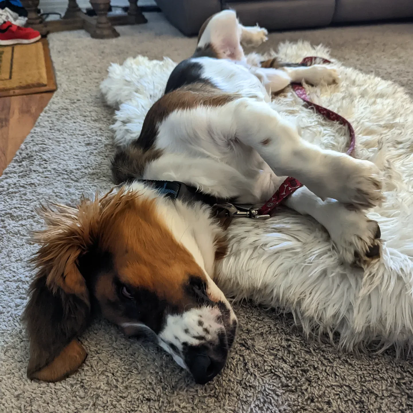 A dog with a brown and black coat and white markings is lying on a shaggy rug, resting its head on the floor.