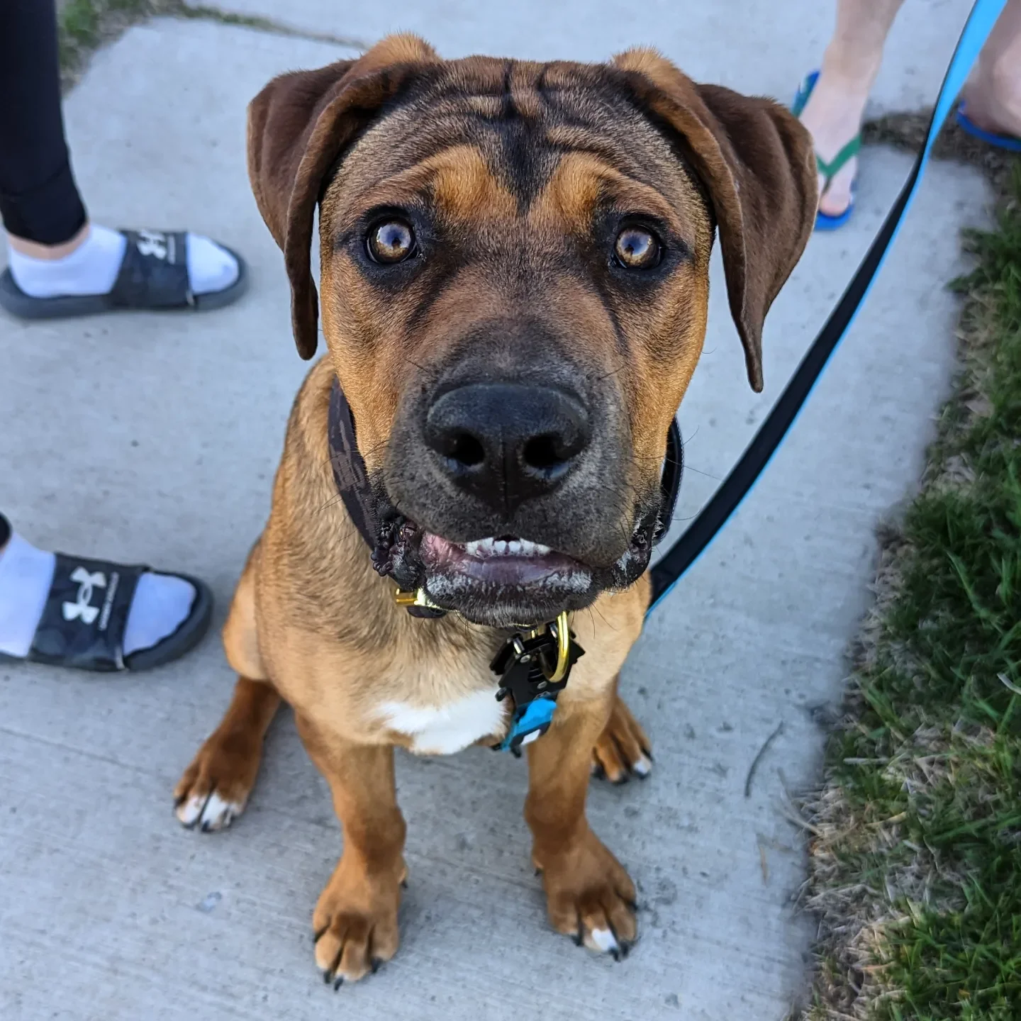 Young brown dog with black markings on the face, sitting on a sidewalk, with a leash attached to its collar, looking up at the camera.