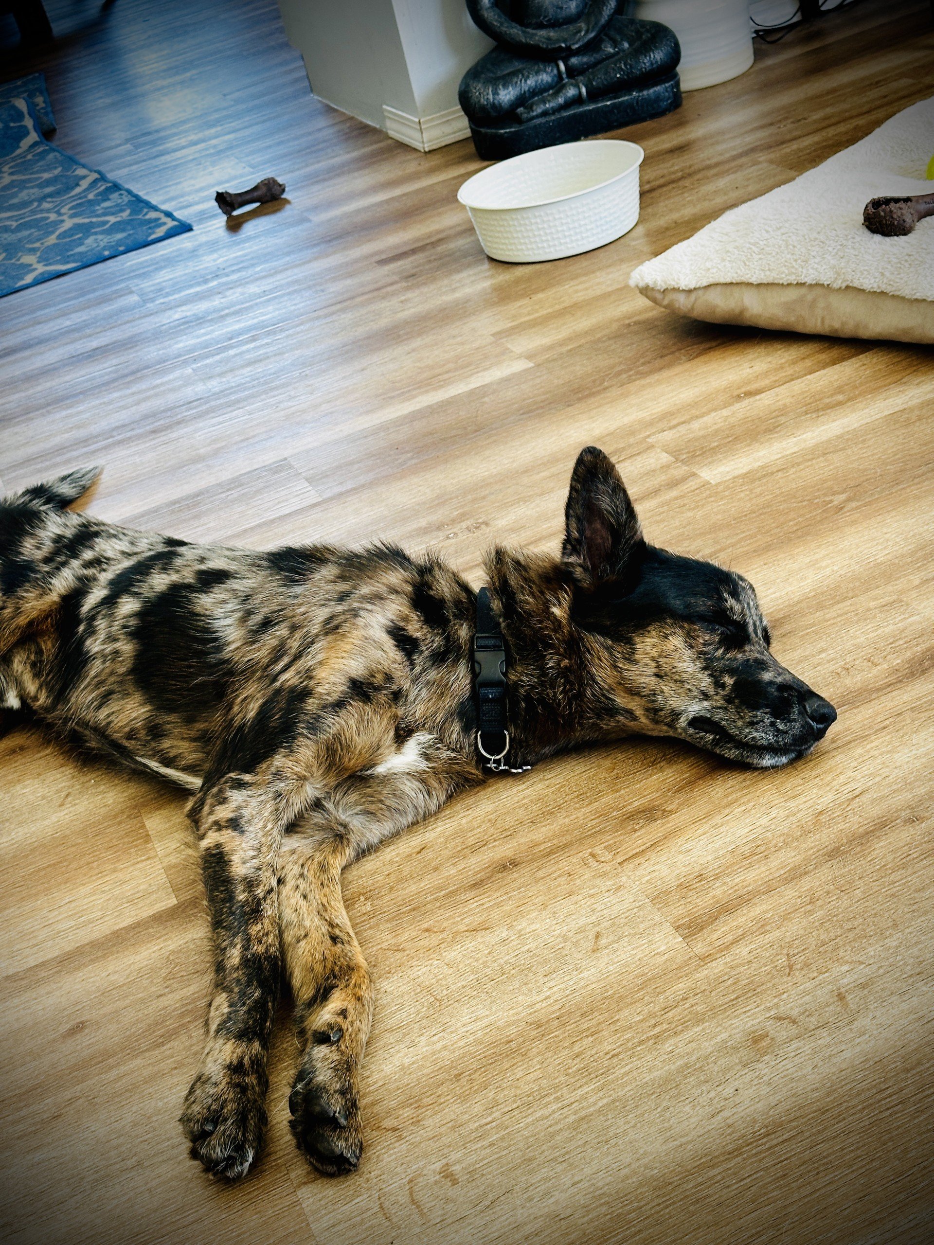 A sleeping dog with a brindle coat lying on a wooden floor, wearing a black collar.