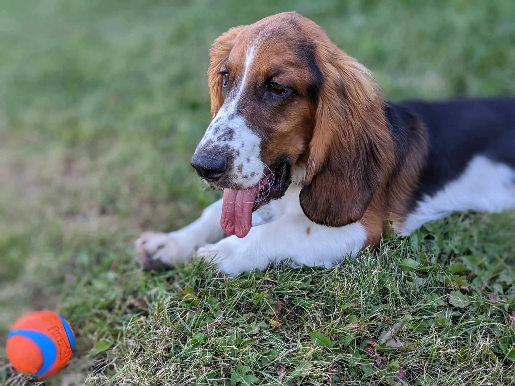 A brown, white, and black dog with long ears lying on grass, tongue out, with a blue and orange ball nearby.