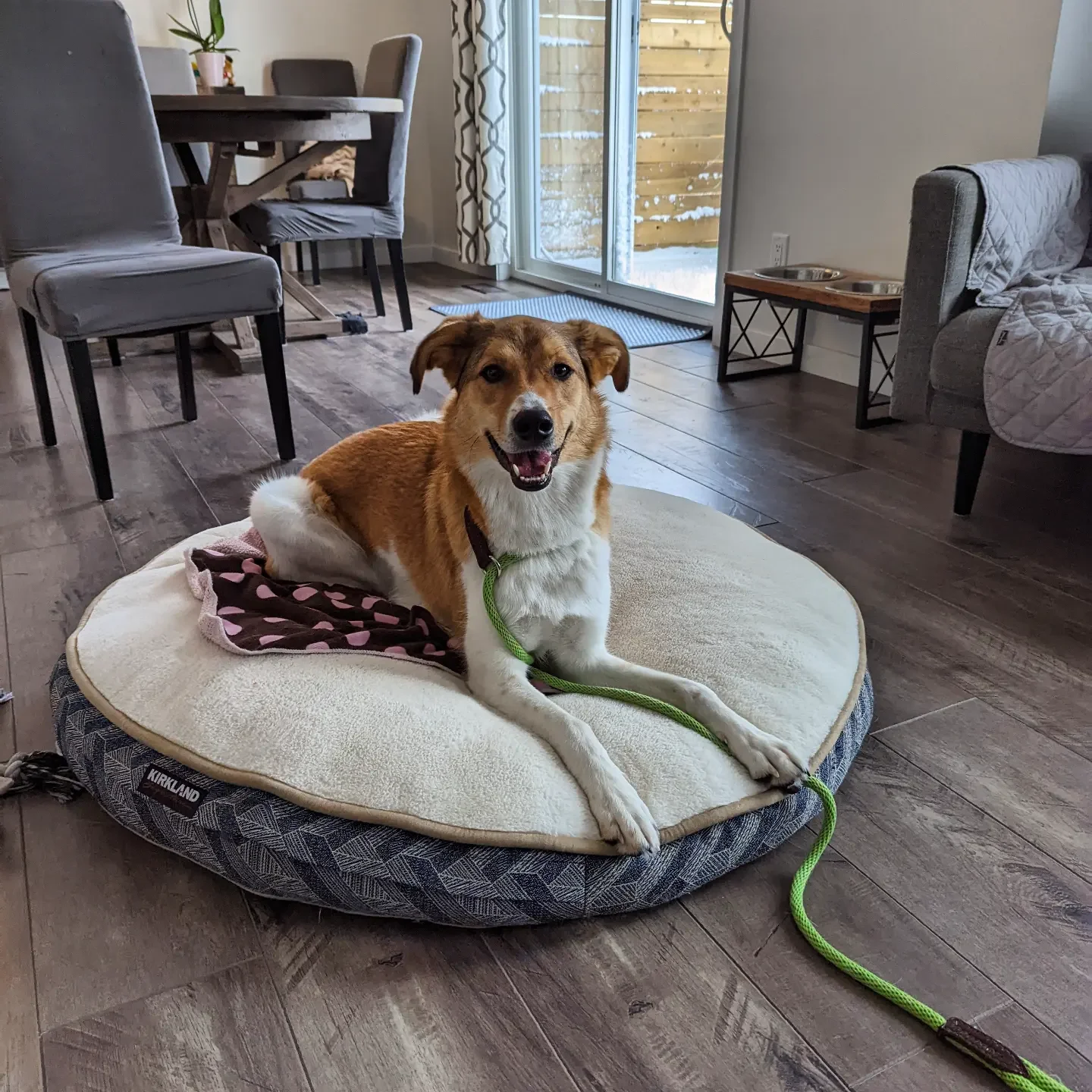 Happy dog lying on a cushioned dog bed in a cozy living room with hardwood floors. The dog is smiling and looks content, with a green leash attached.