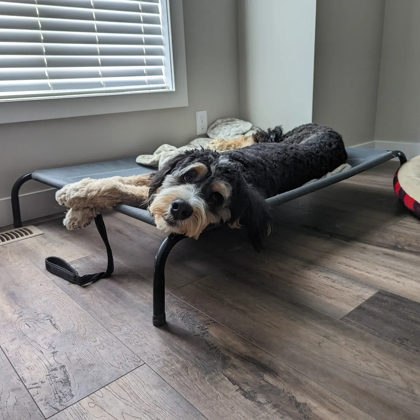 A small dog lying on a gray elevated pet bed next to a window with white blinds. The dog has a black and white coat and is resting its head on the edge of the bed, looking at the camera. There is a beige blanket and a stuffed toy on the bed, and a ci