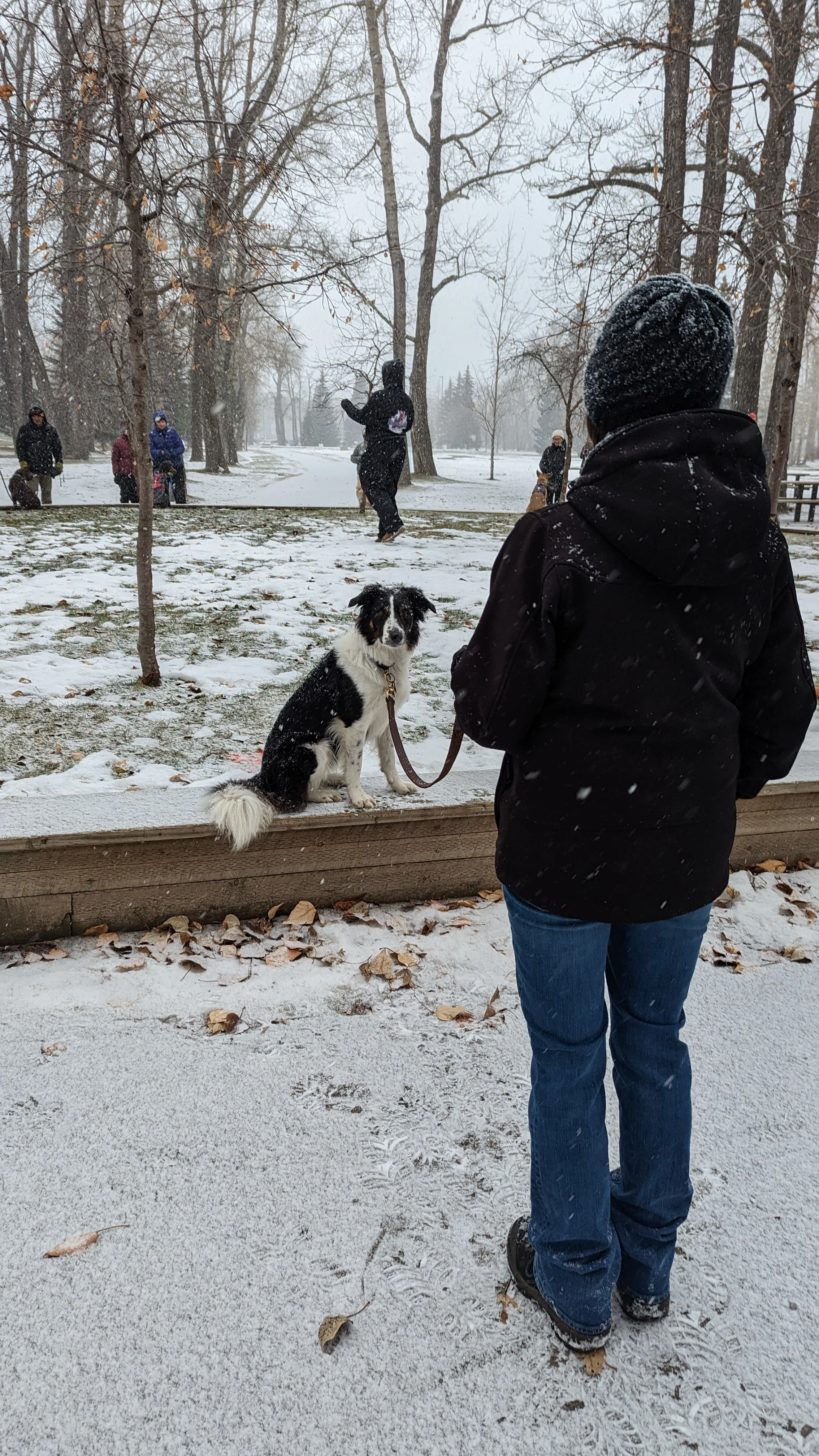 A person in a black winter coat and blue jeans stands outside in a snowy park, facing away from the camera. A black and white dog with fluffy tail sits on a wooden border, looking at the camera. In the background, other people and dogs are playing in