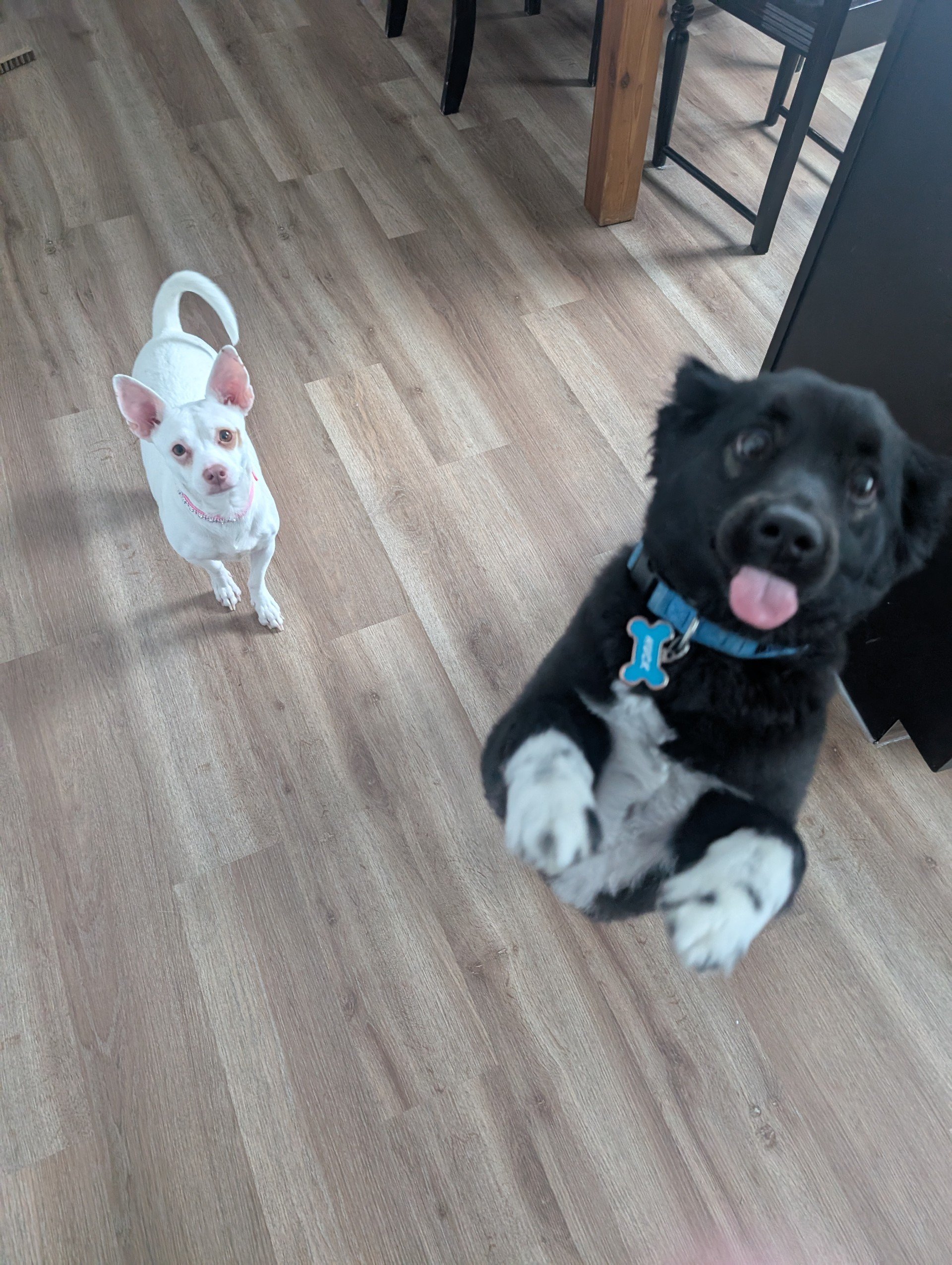 Two dogs in a room with wood flooring. One dog is white with tan spots and is looking up at the camera, wearing a pink collar. The other dog is black with white paws and is jumping or reaching toward the camera with its tongue out, wearing a blue col
