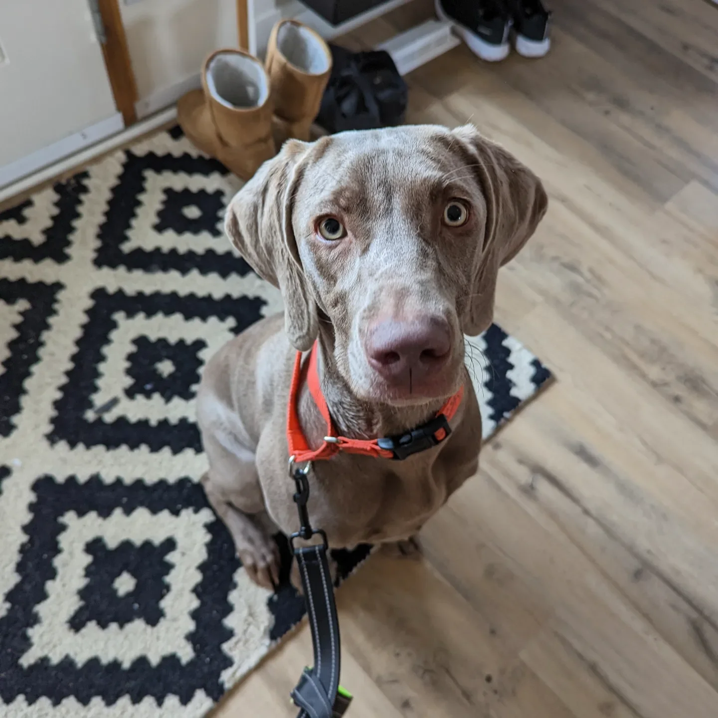 A young dog with a light brown coat and yellow eyes sitting on a black and white patterned rug inside a house, looking up at the camera. The dog is wearing an orange collar and a leash.