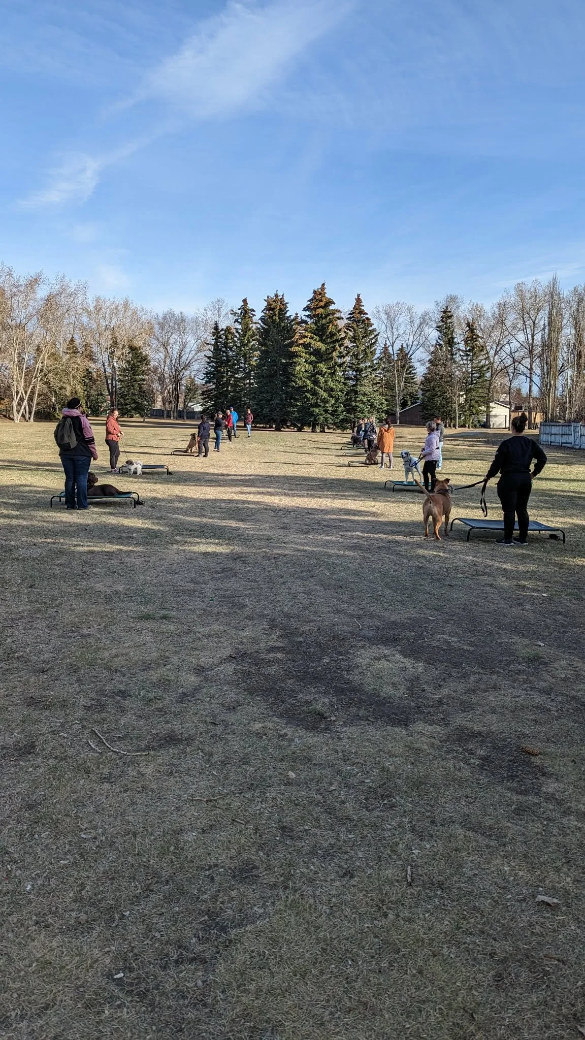 People and dogs at a park practicing social distancing with chairs laid out in the grass.