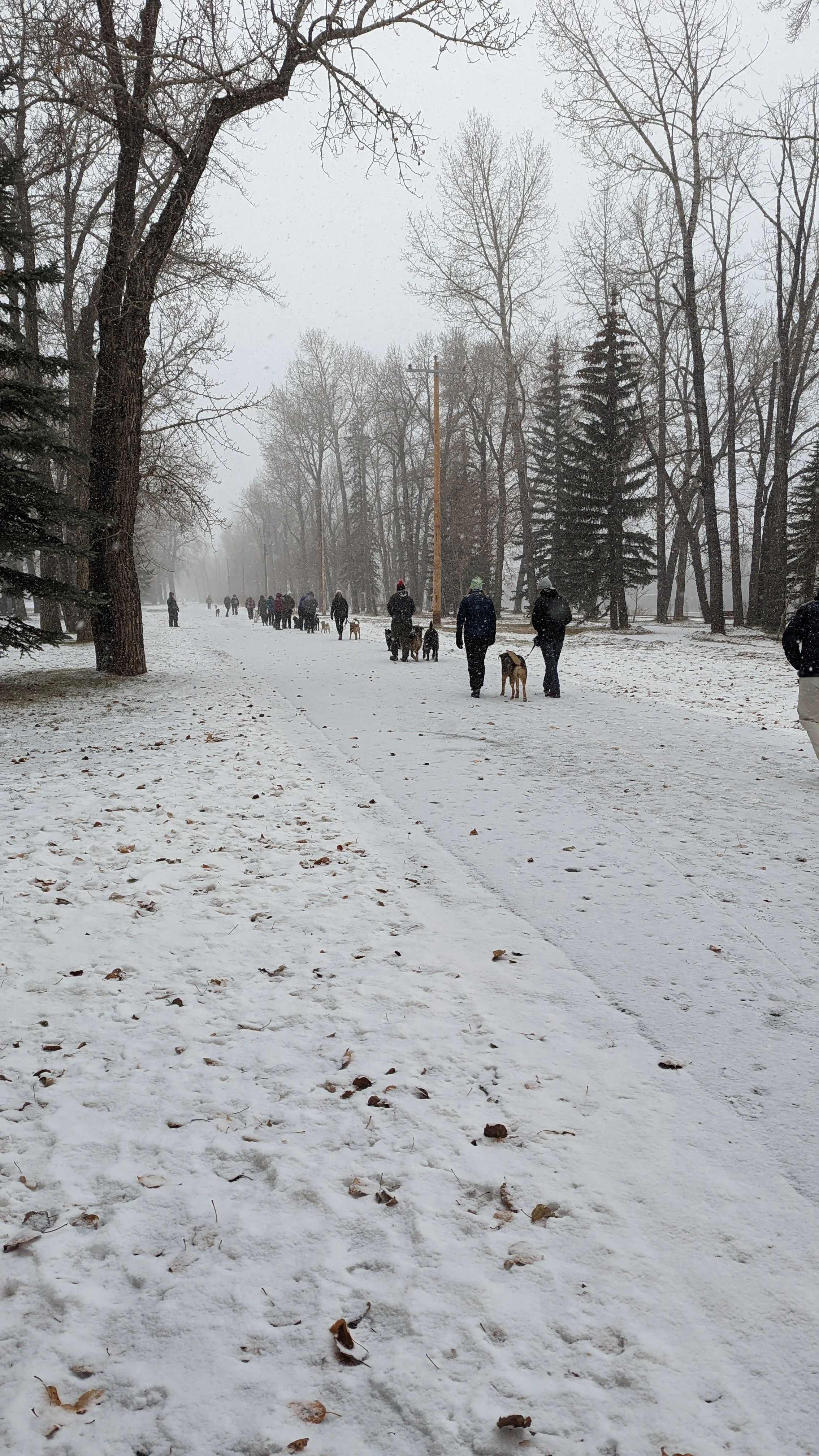 Several people walking their dogs on a snow-covered path in a park surrounded by bare trees, with snow falling gently.