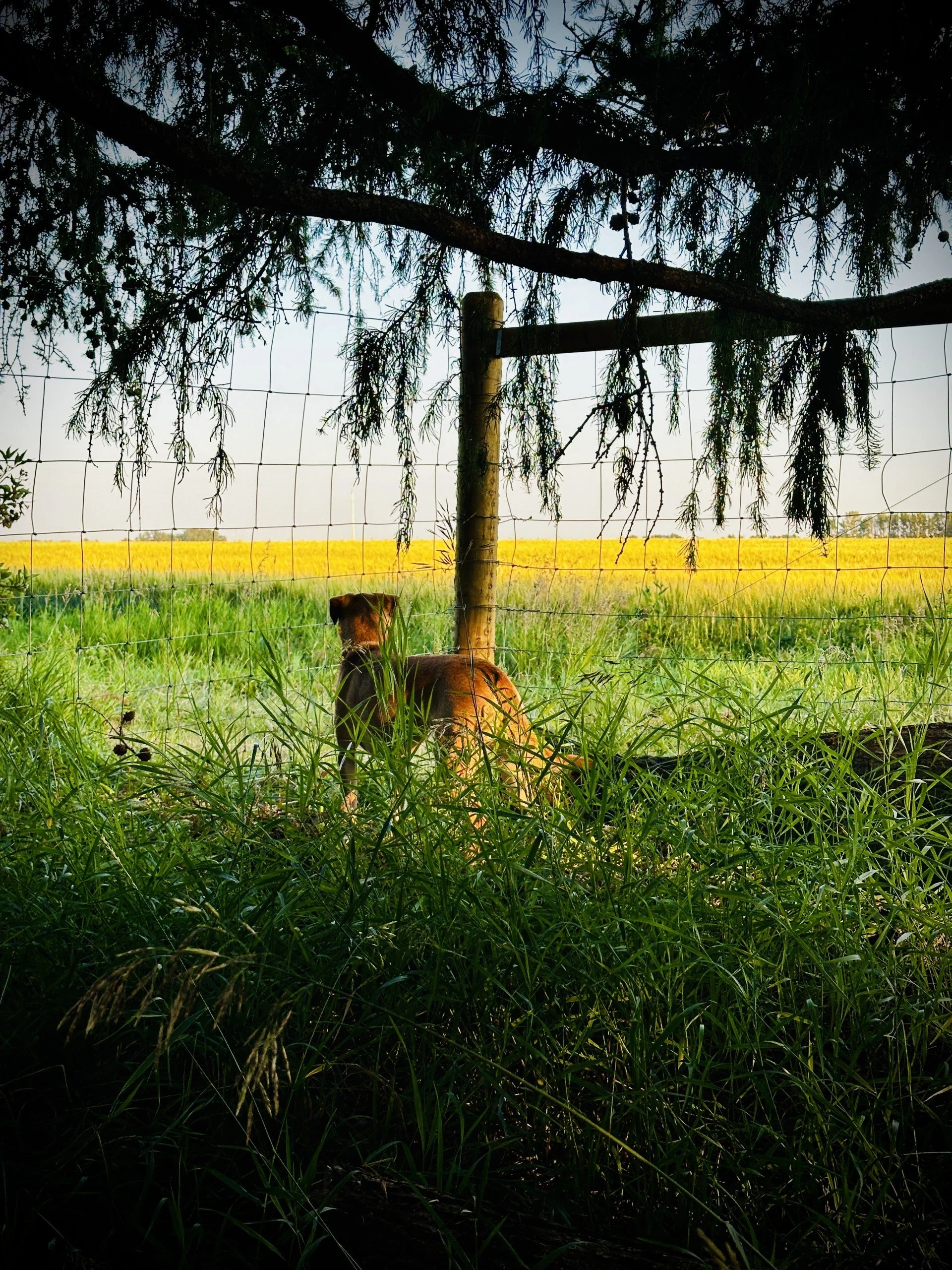 A dog lying in tall grass under a large tree with hanging branches, a wooden fence, and a field with yellow flowers in the background.