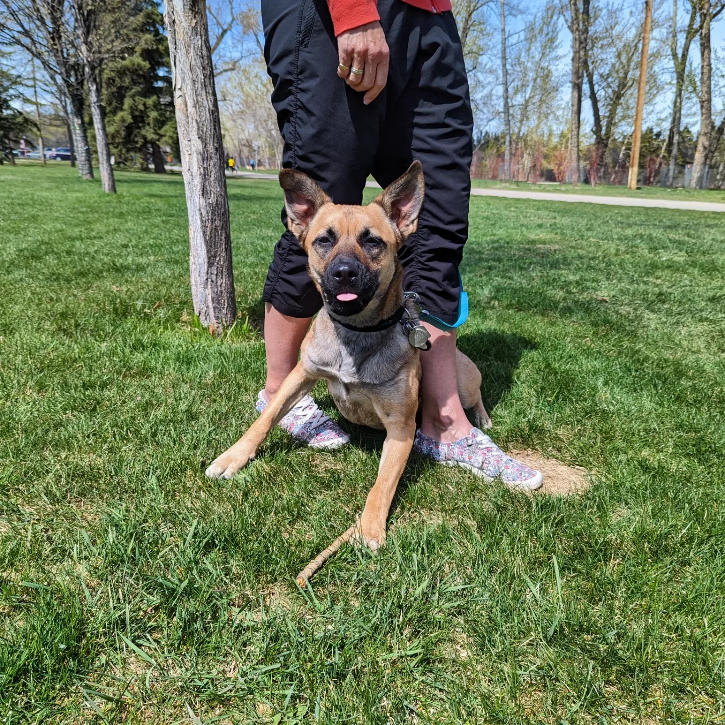 A dog with one eye closed and tongue slightly out sits on grass in a park, with a person standing behind it. The person is wearing black pants and floral sneakers, and the park has trees and a walking path in the background.