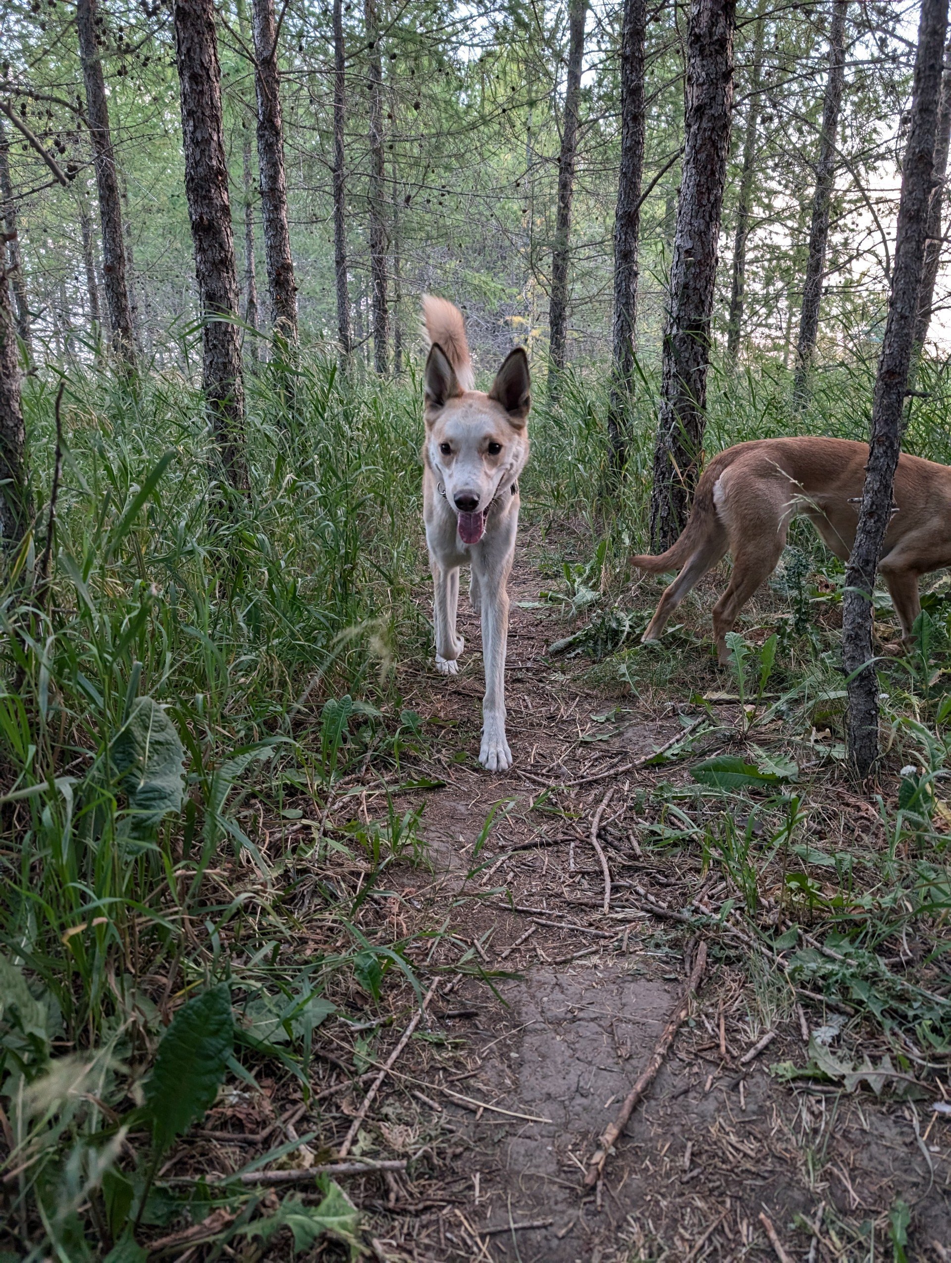A dog with a light tan and white coat and erect ears walking on a dirt trail through a forest with tall trees and green foliage.