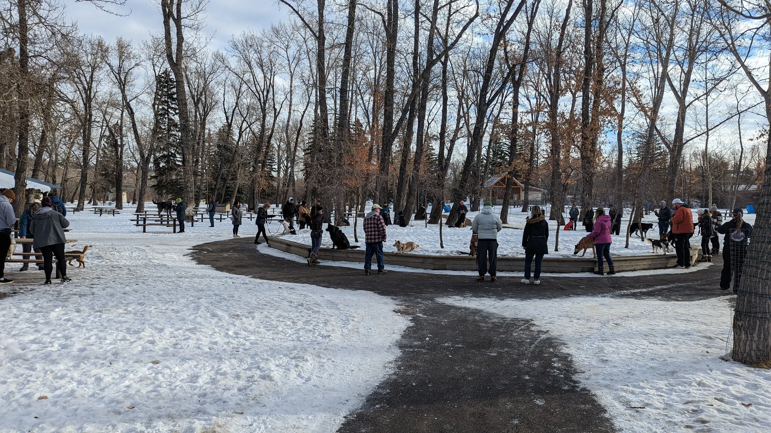 People with dogs gather in a snow-covered park with tall, leafless trees during winter, some sitting on benches and others walking or standing, with a small pavilion in the background.