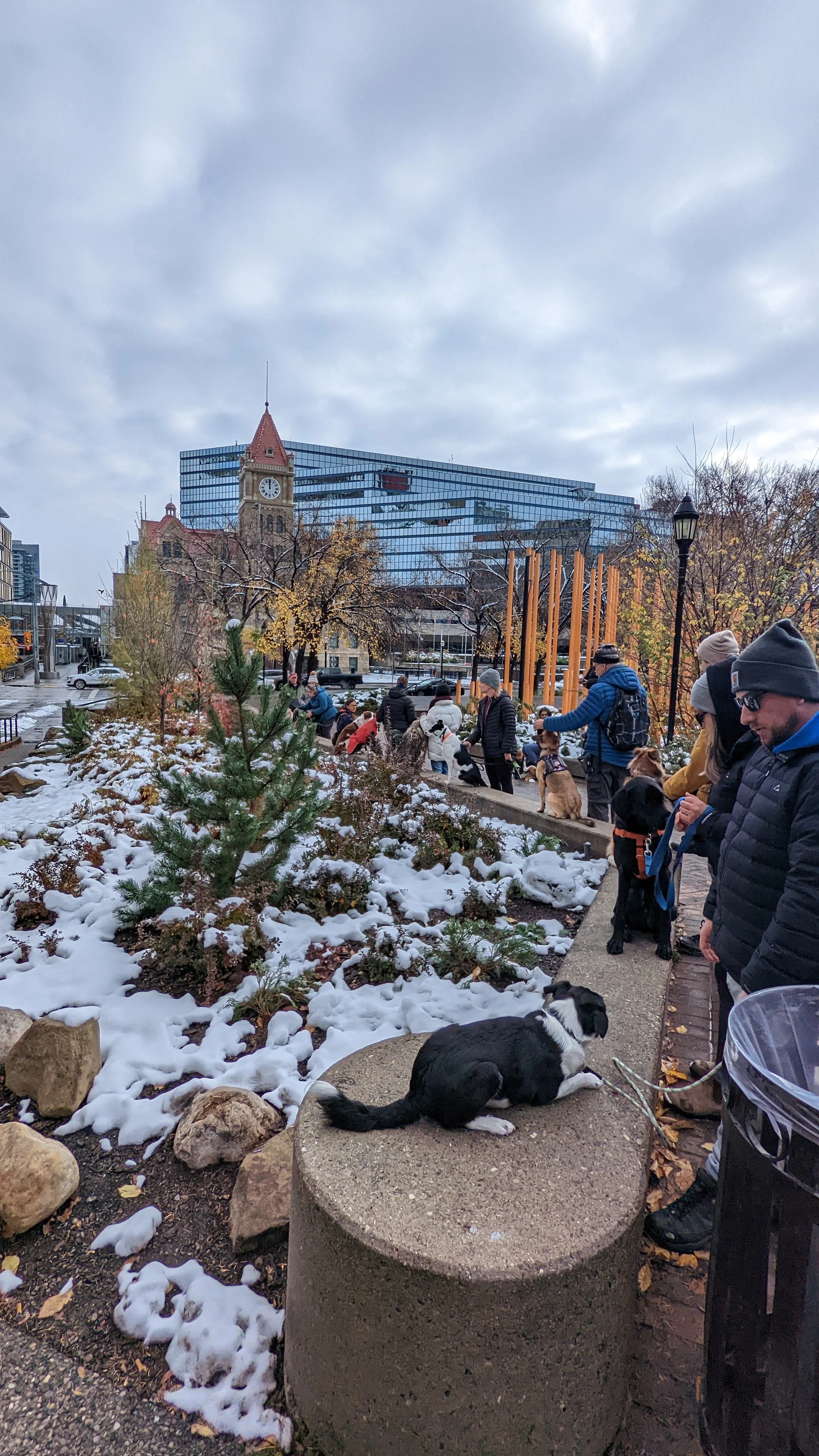People and dogs in a snow-covered urban park with historic and modern buildings, including a clock tower and a glass office building, cloudy sky.