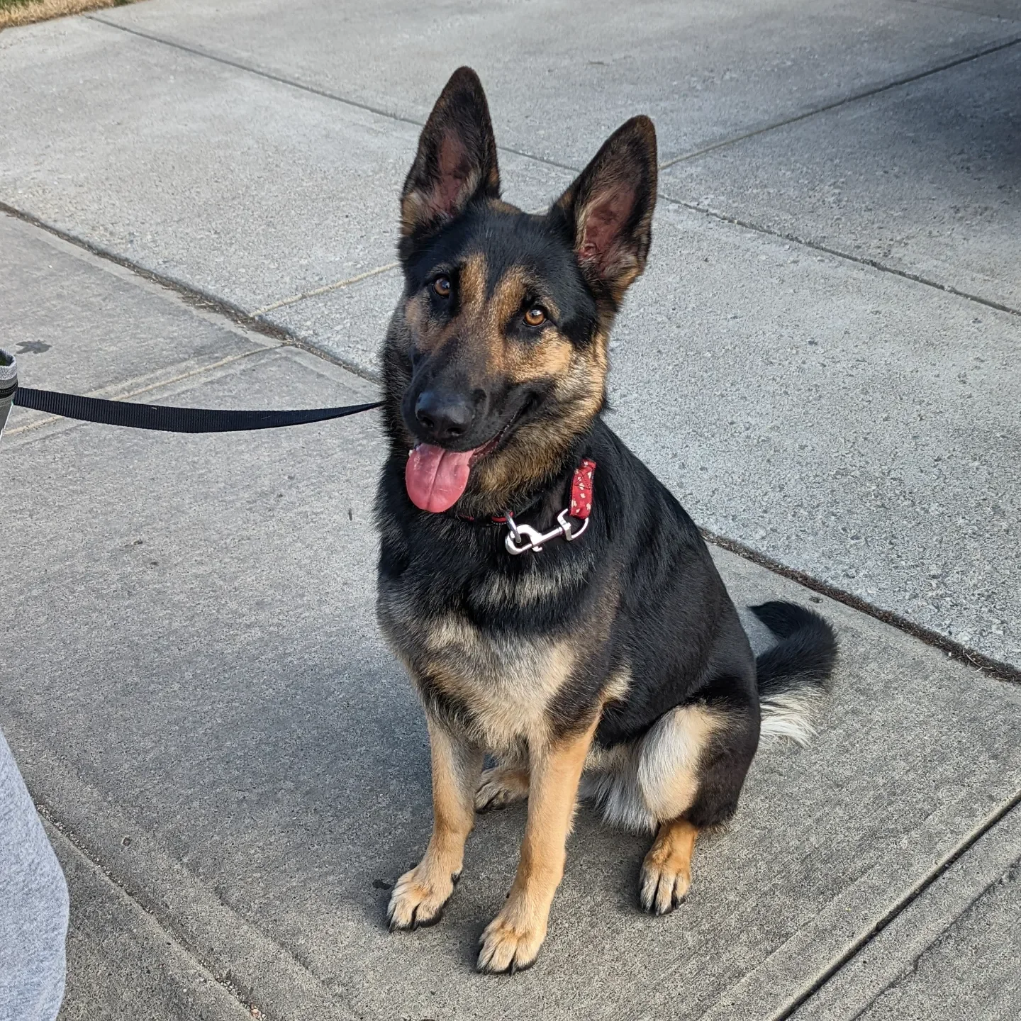 A young black and tan mixed breed dog with pointed ears sitting on concrete pavement, panting with tongue out, on a leash with a red collar.