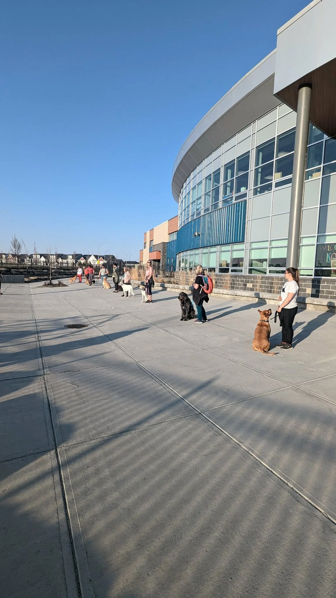 A group of people with their dogs lined up outside a modern building with large glass windows. The setting appears to be a sunny day, with long shadows cast by the people and dogs on the concrete pavement.