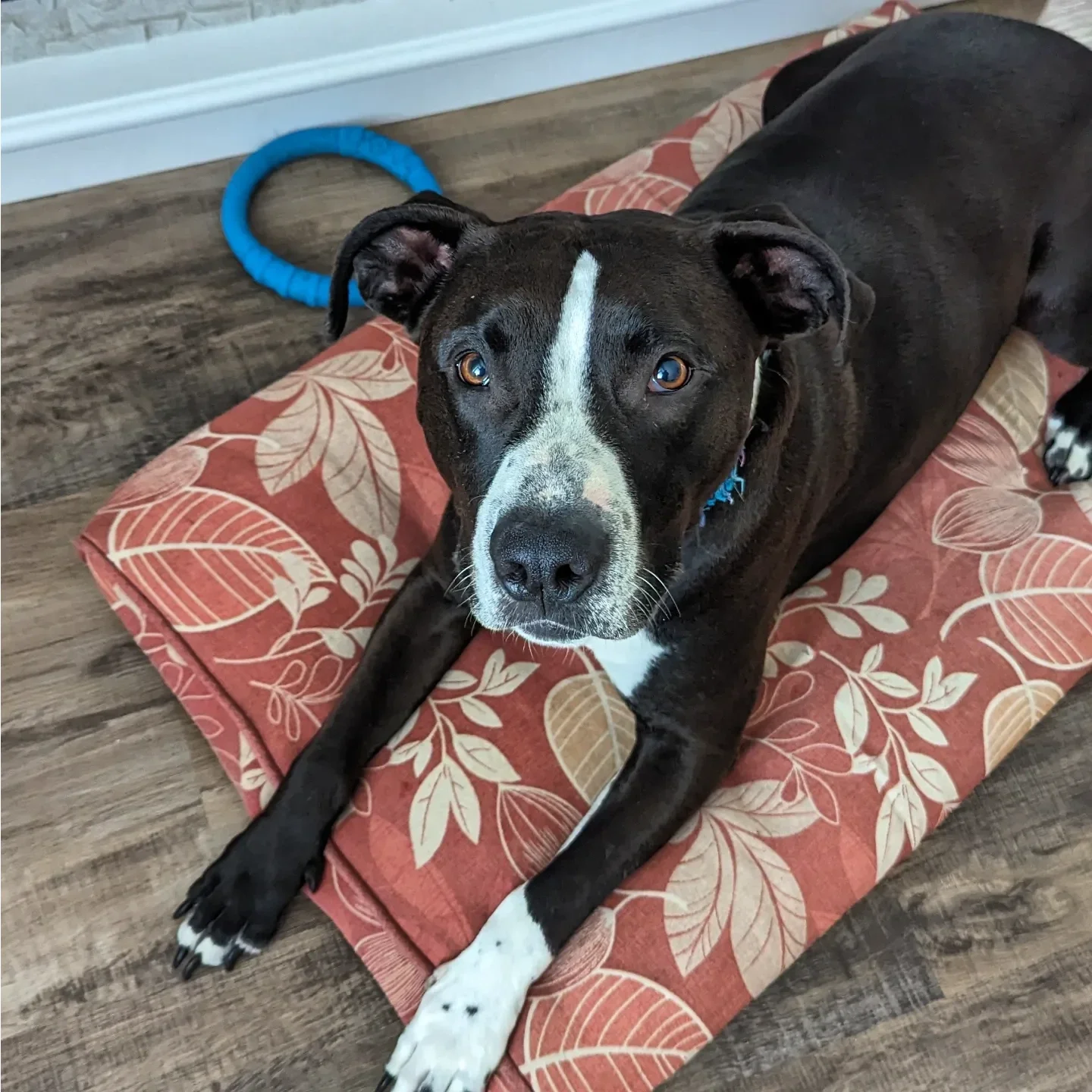 A black and white dog lying on a decorative red and tan floral cushion on a wooden floor, looking at the camera.