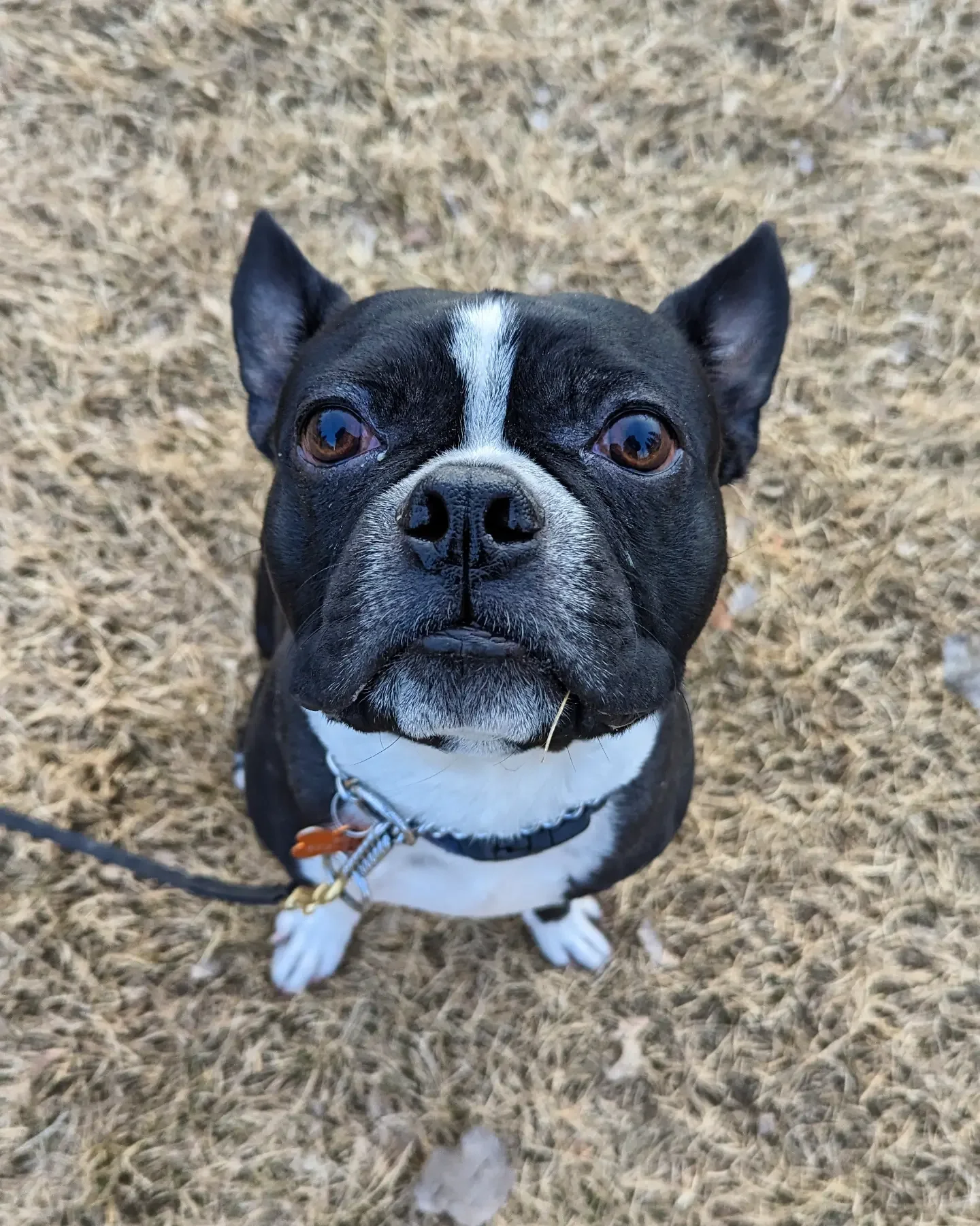 Close-up of a black and white Boston Terrier dog looking up, standing on a dry grass field.