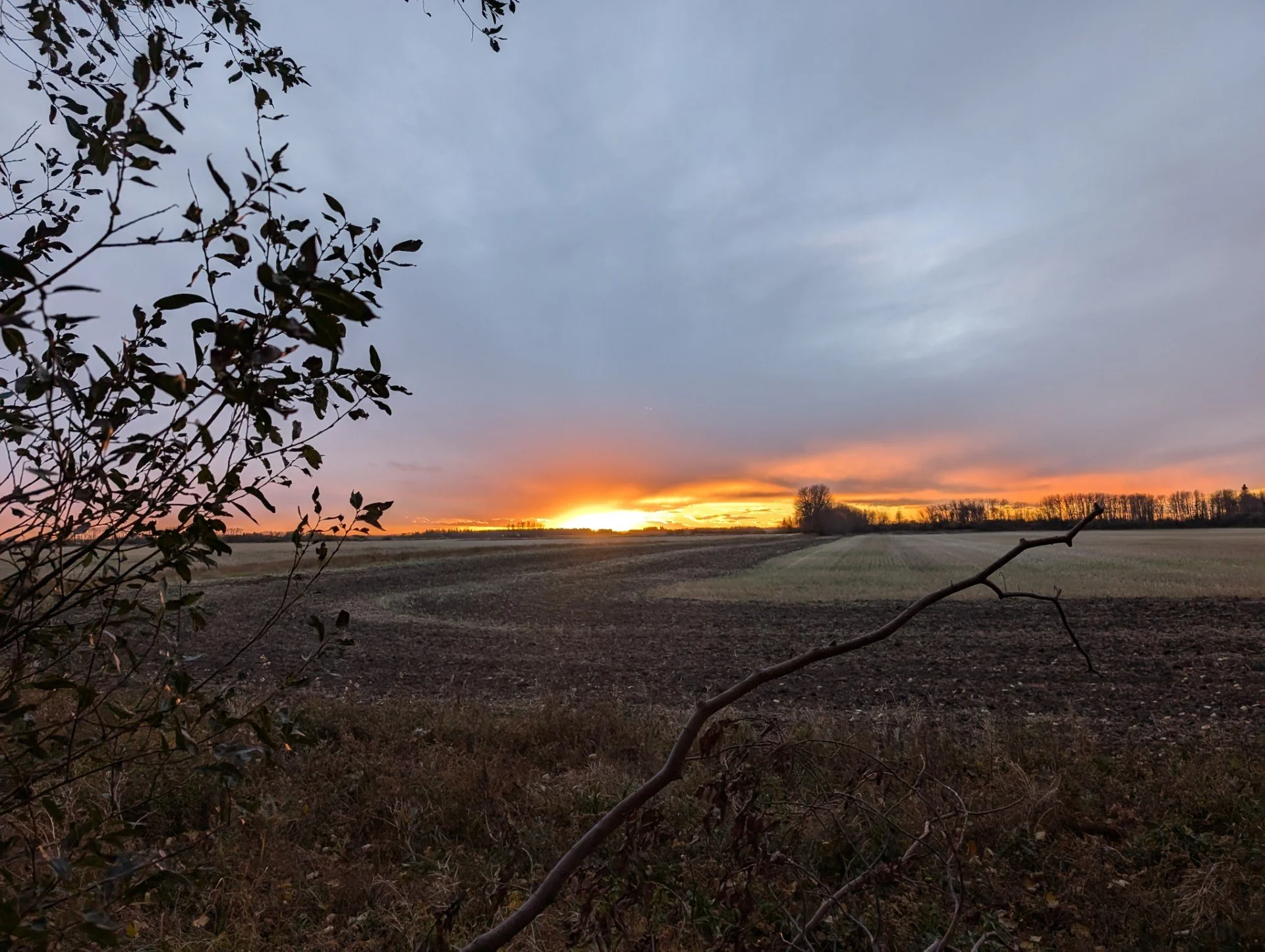A natural landscape at sunset with a field or farmland in the distance, trees along the horizon, and a partly cloudy sky. Dark silhouetted foliage in the foreground frames the scene.