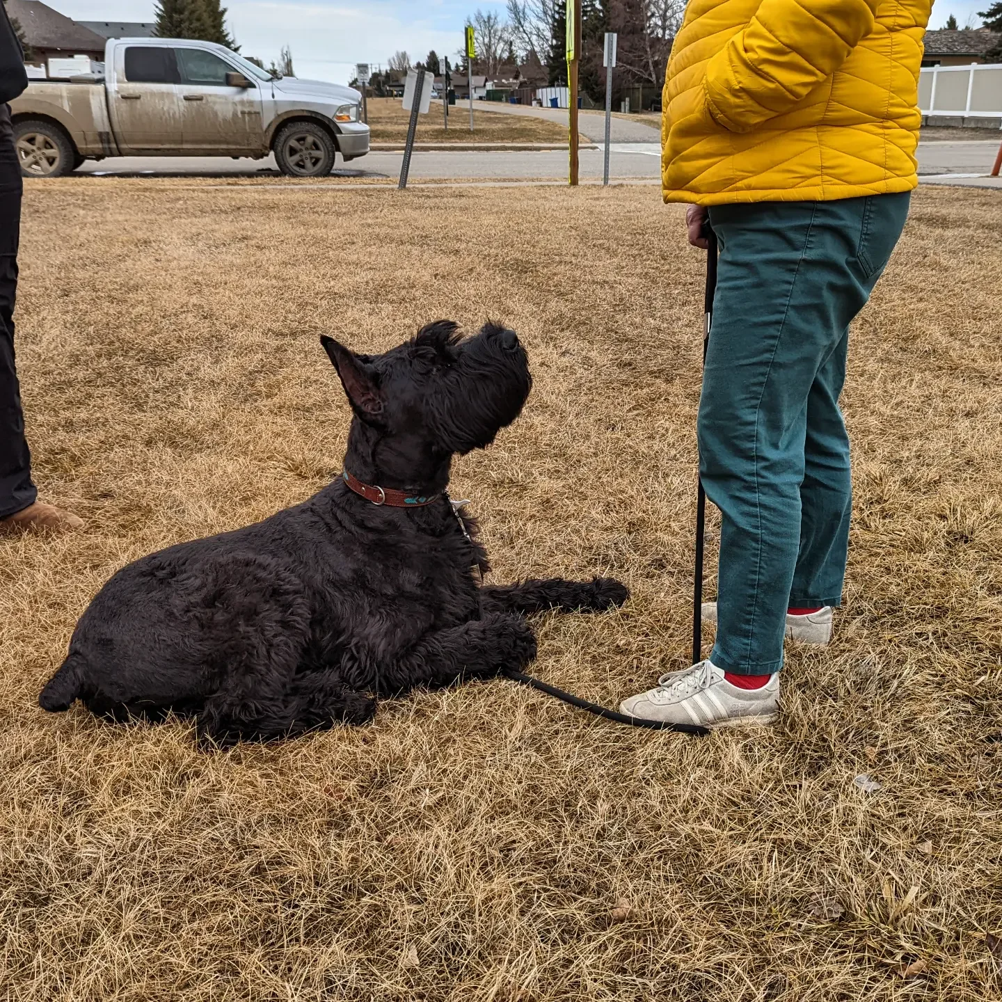 A large black dog lying on a grassy field near a person in a yellow jacket and teal jeans, holding the dog's leash, with two other people partially visible nearby. A muddy truck and houses are in the background.