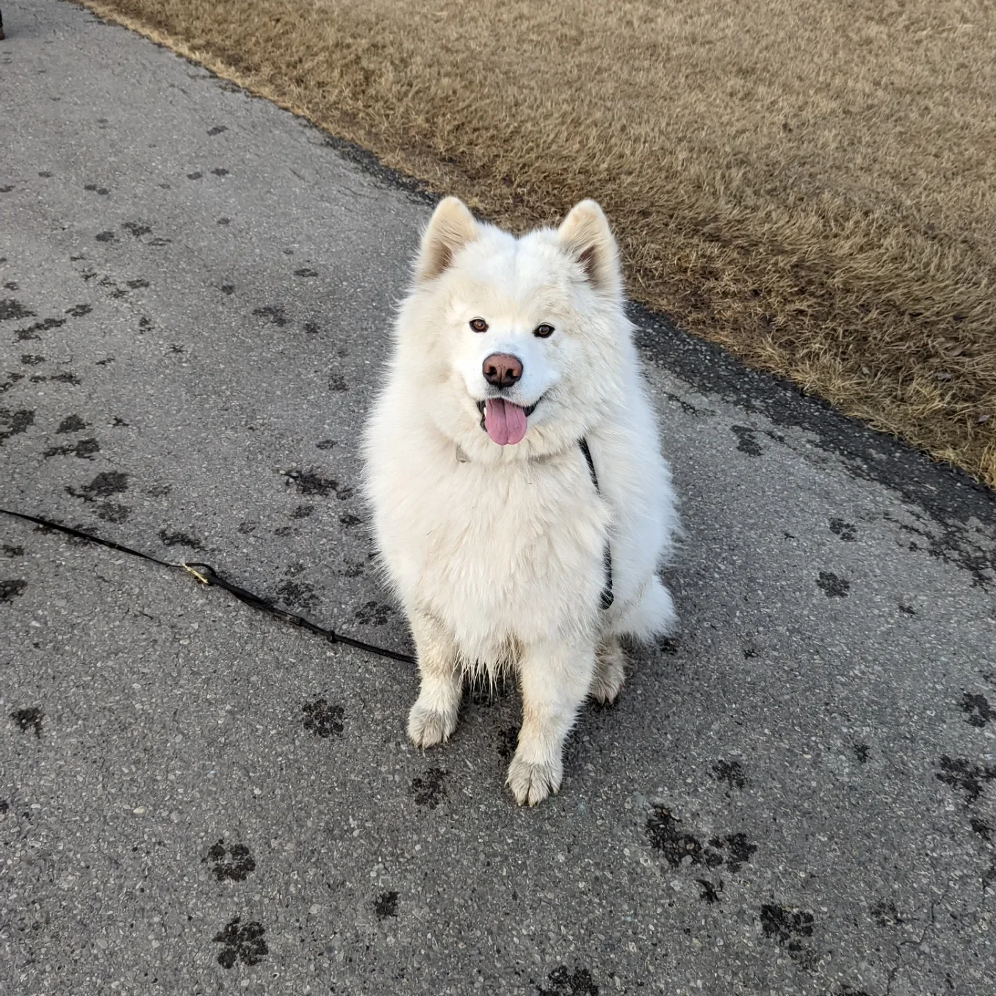 White fluffy dog sitting on a pavement with patches of mortar and paw prints, next to a grassy area.