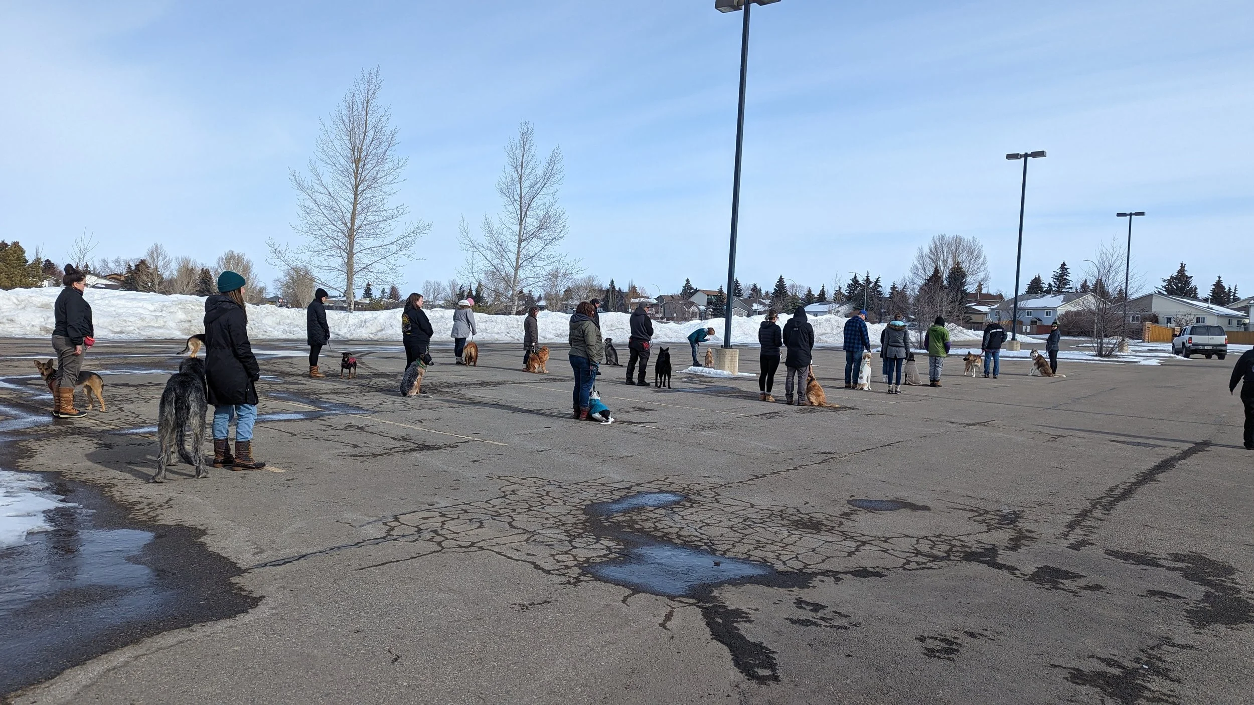 People and dogs standing in a social distance line in a parking lot during winter, with snow piles and residential houses in the background.