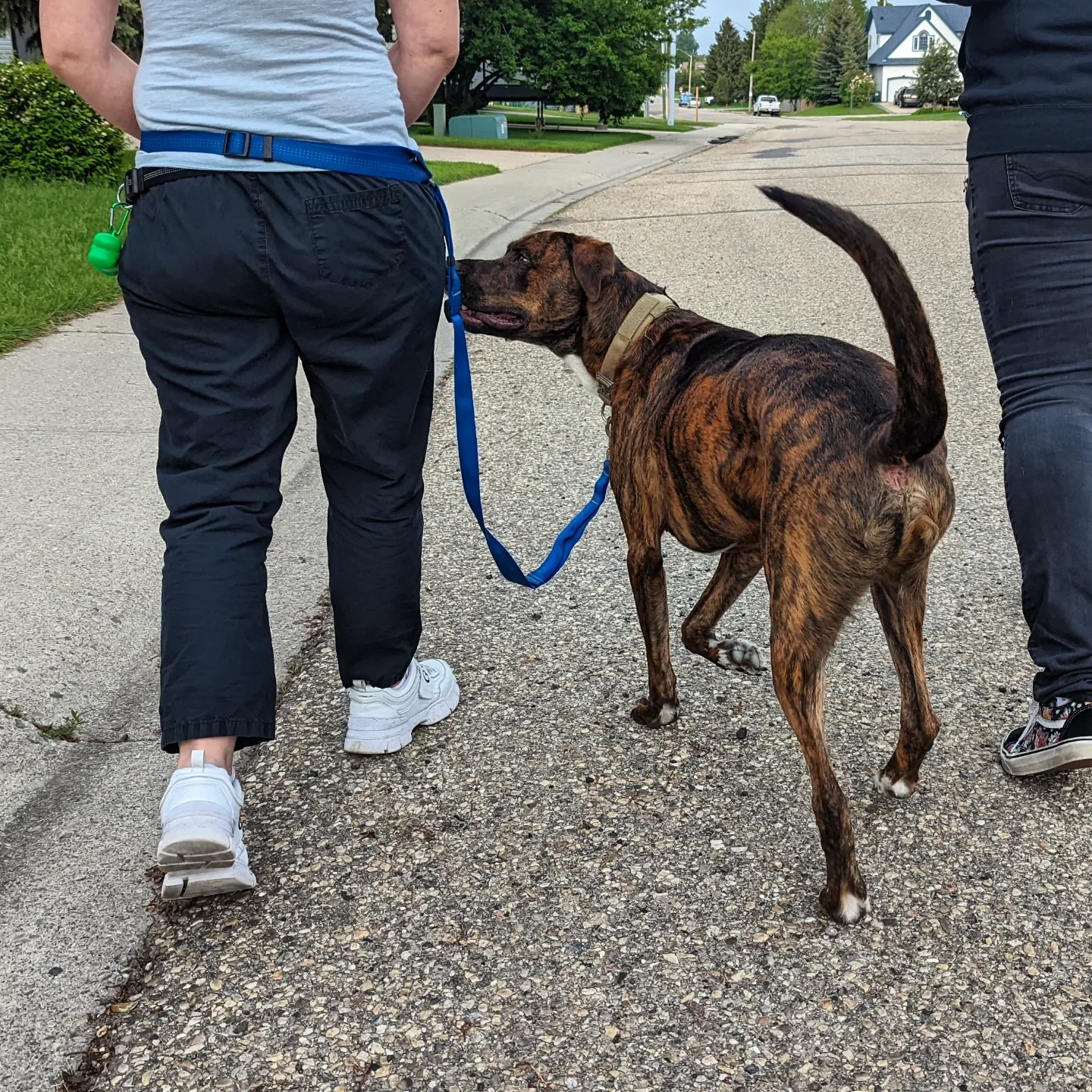 Two people walking on a residential street with a brindle-coated dog. One person is wearing black pants, a black shirt, and sneakers; the other is in black pants, a gray shirt, and white sneakers. The dog has a tan collar and is on a blue leash, sniffing the person on the left.