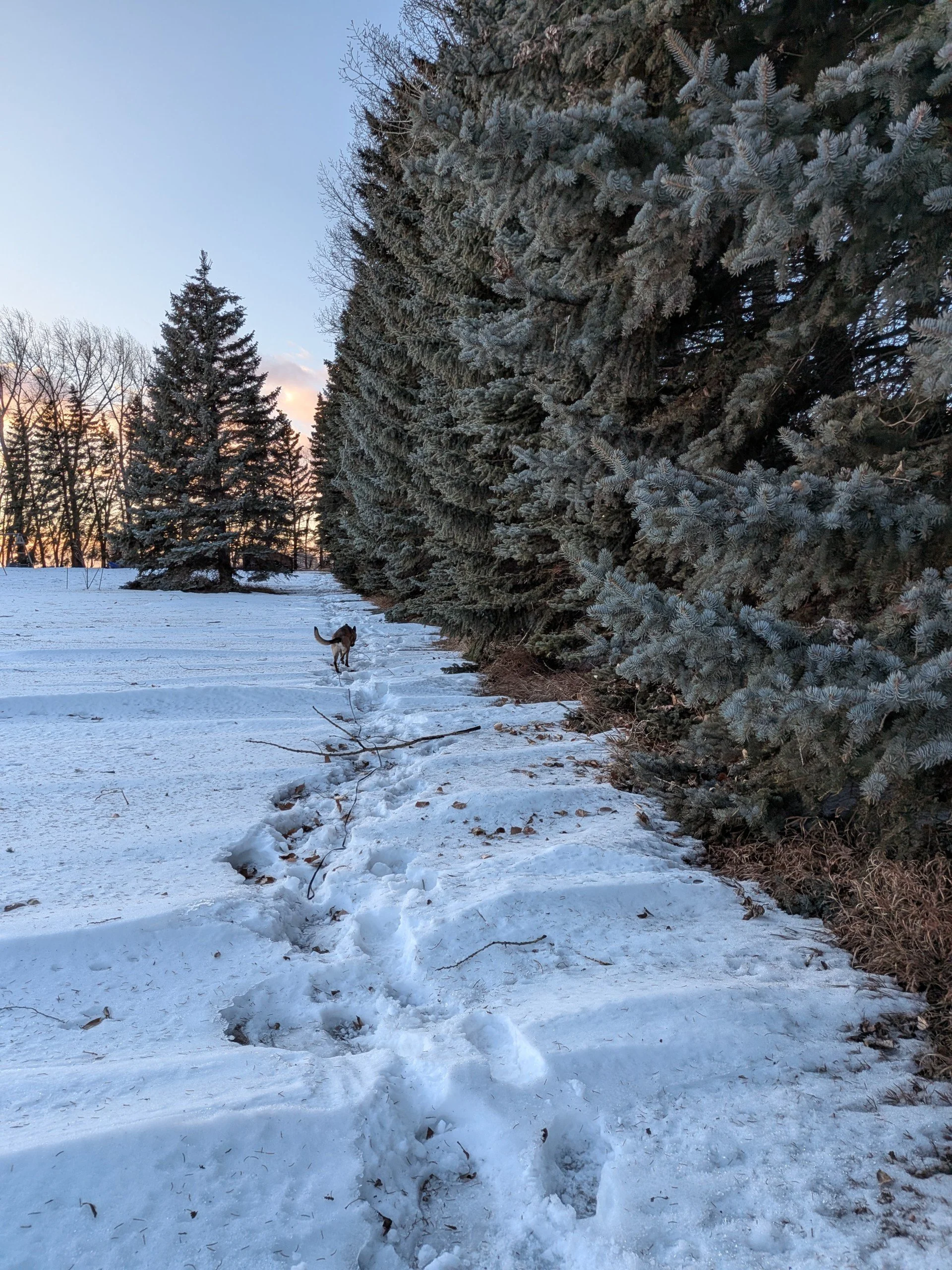 Snow-covered ground with footprints, surrounded by large evergreen trees, and a small dog running in the distance at sunset.