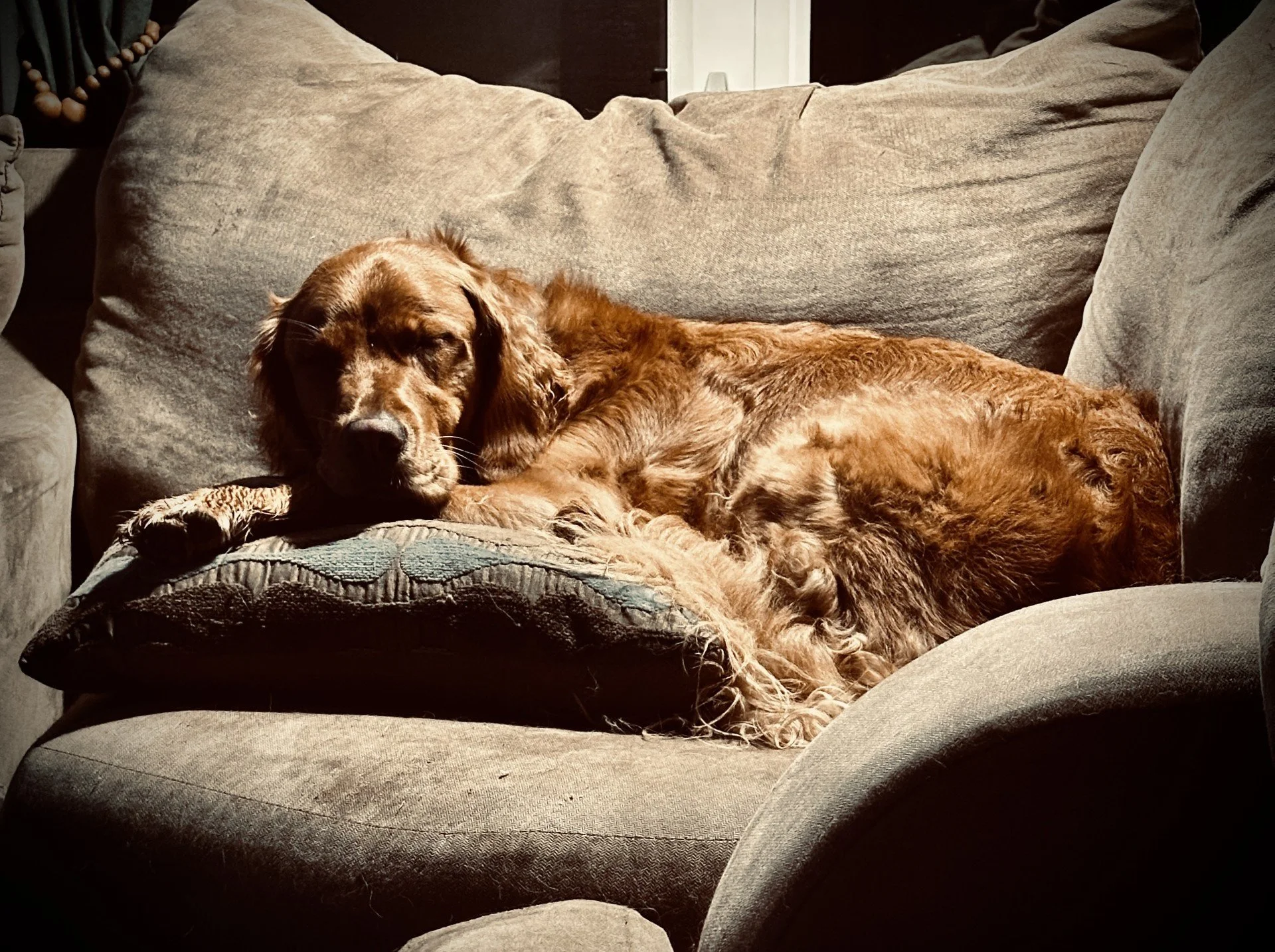 A dog with a golden brown coat sleeping on a cushioned armrest of a gray sofa in a cozy living room.