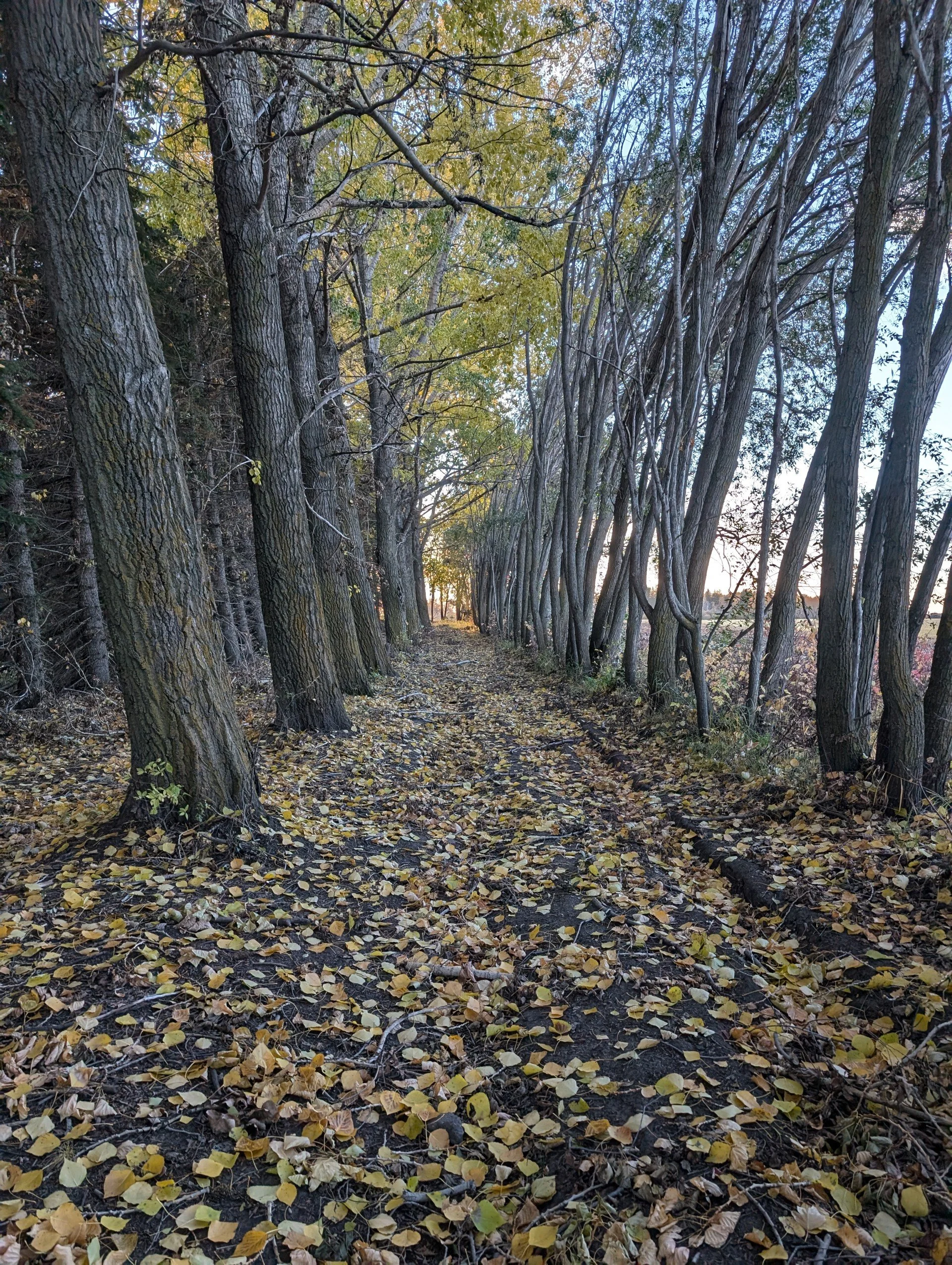 A forest scene with a dirt trail covered in fallen yellow and brown leaves, lined with tall, thin trees with textured bark and sparse green and yellow foliage, under a blue sky.