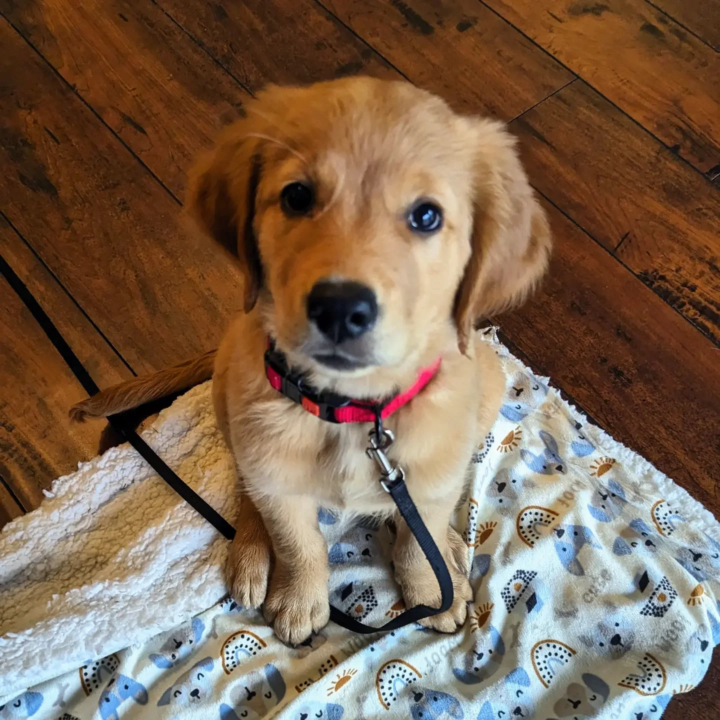 A cute light brown puppy with dark eyes and a black nose sitting on a patterned blanket on a wooden floor, wearing a red collar with a leash.