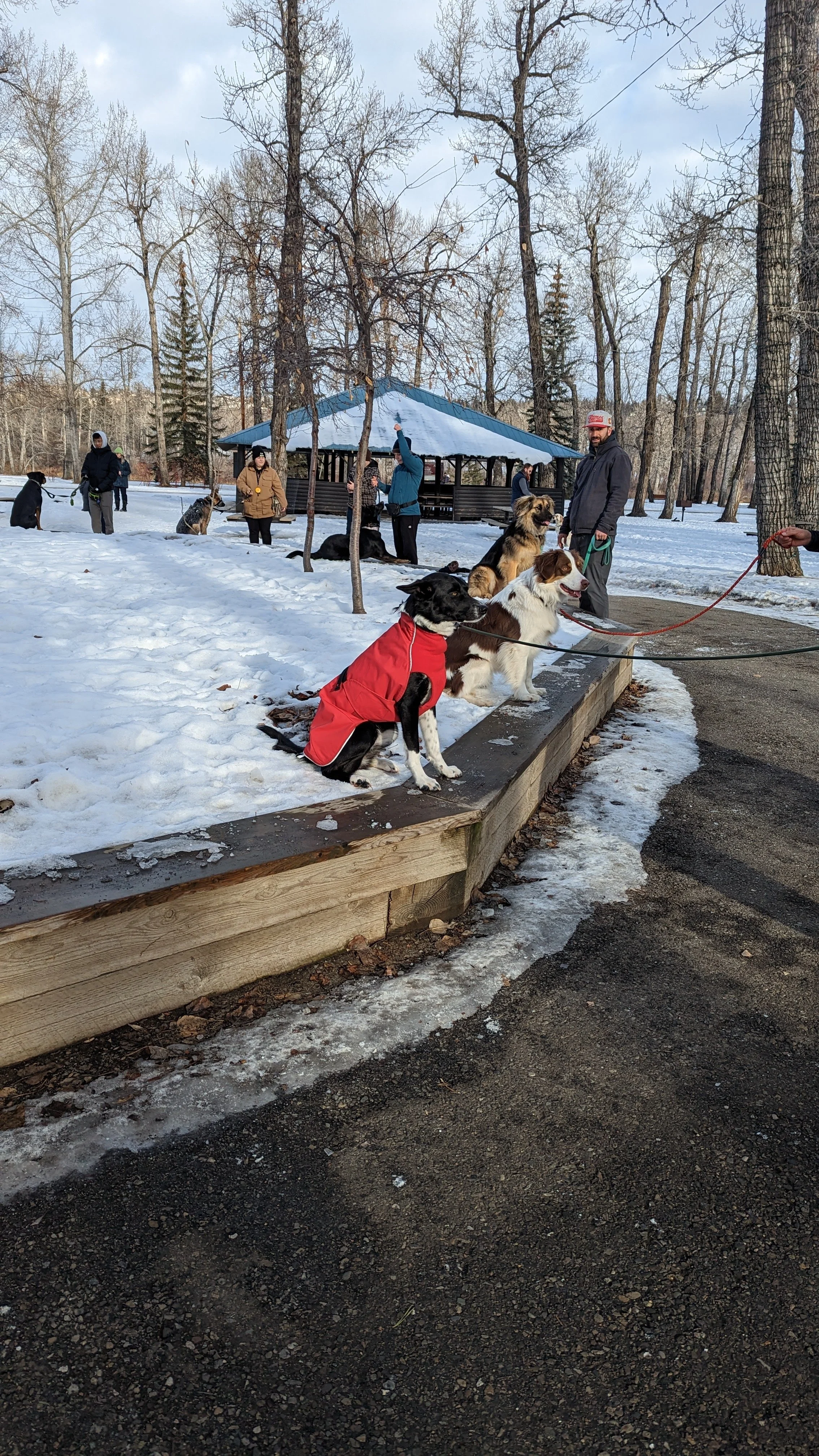 Group of people and dogs at a snowy park, some dogs sitting on a wooden platform, a gazebo in the background, leafless trees, winter scene.