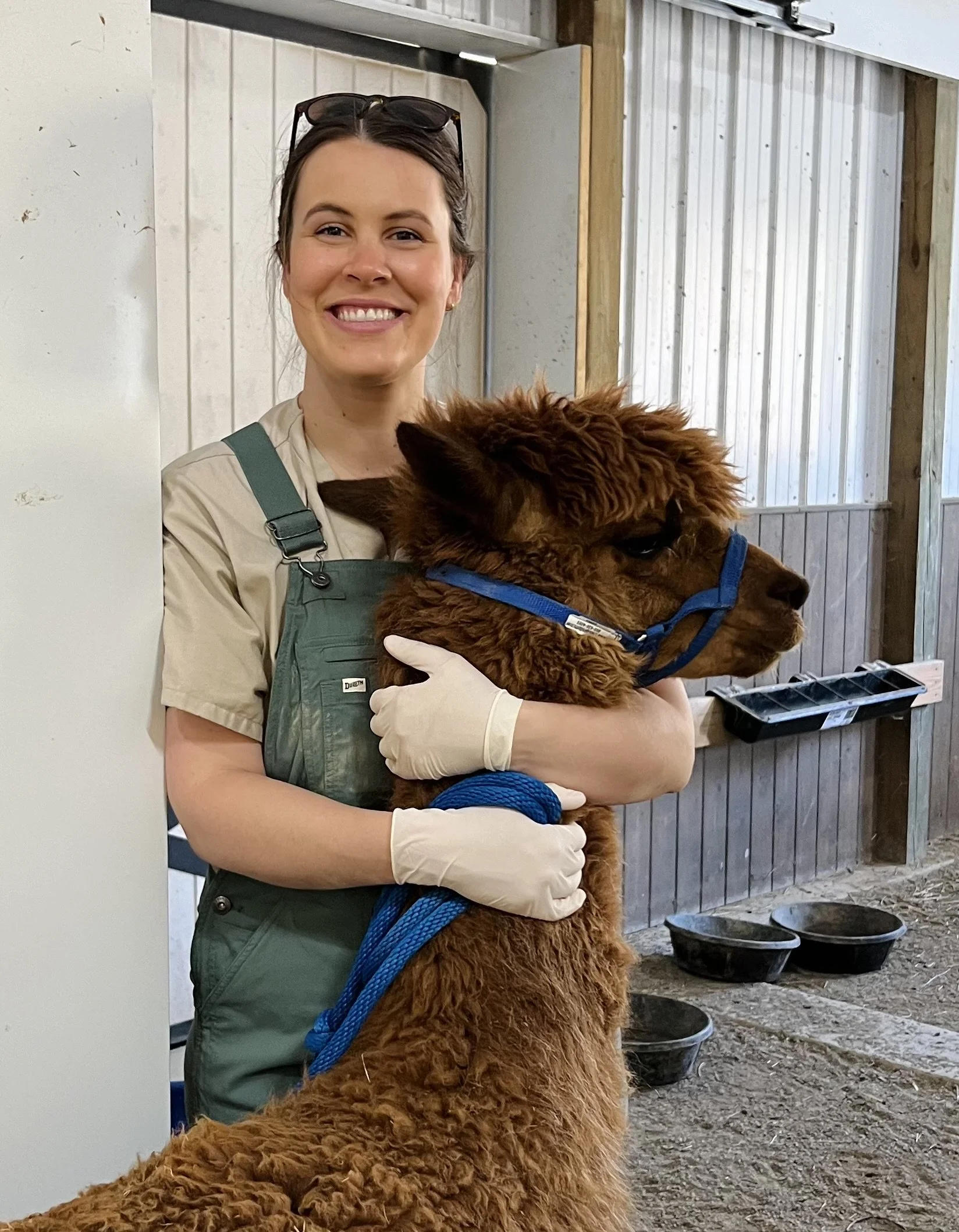 A woman with dark hair, wearing a beige shirt, green apron, and white gloves, holding a brown alpaca at an outdoor farm or petting zoo. The alpaca is wearing a blue halter and is lying down. The background shows a wooden and metal structure with black buckets on the ground.