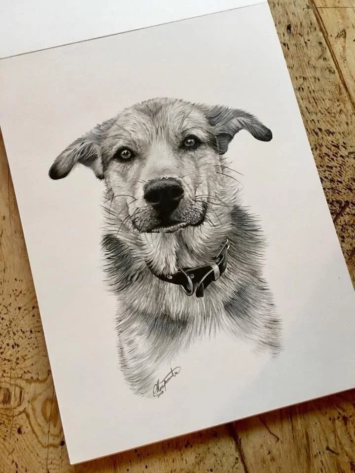 A detailed black and white pencil drawing of a dog with a friendly expression, wearing a collar, on a white sheet of paper placed on a wooden surface.