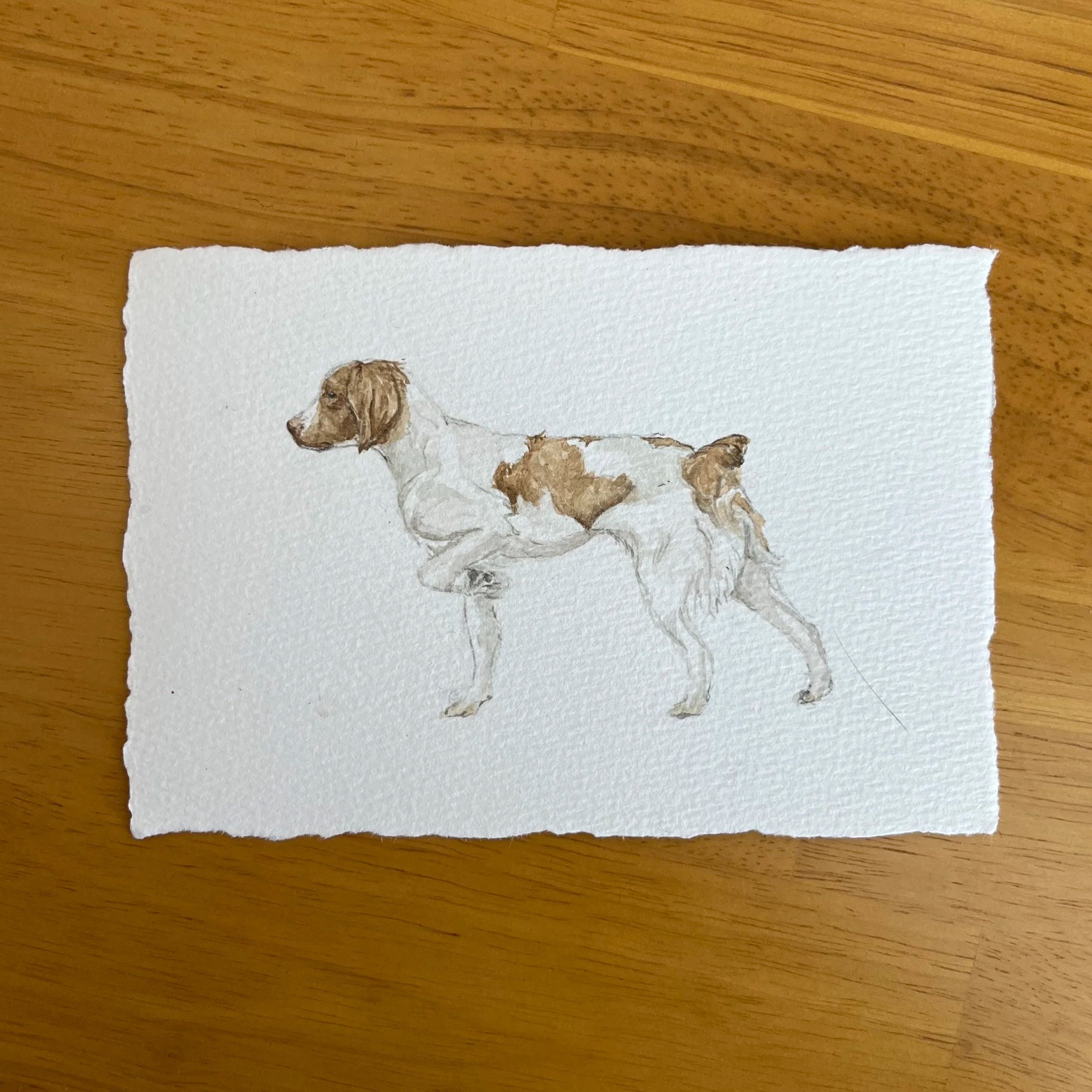 Dog Commissions