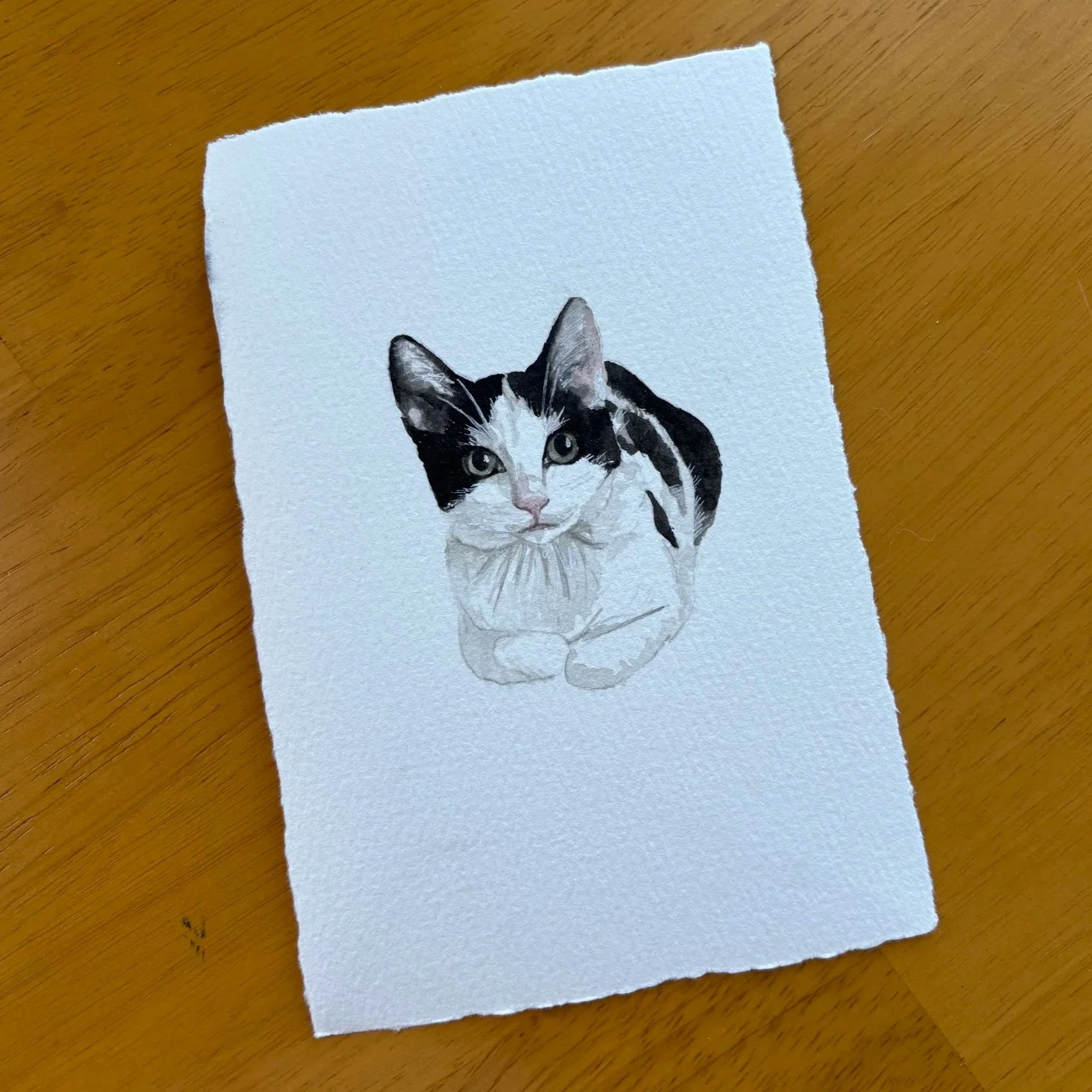 Cat Commissions