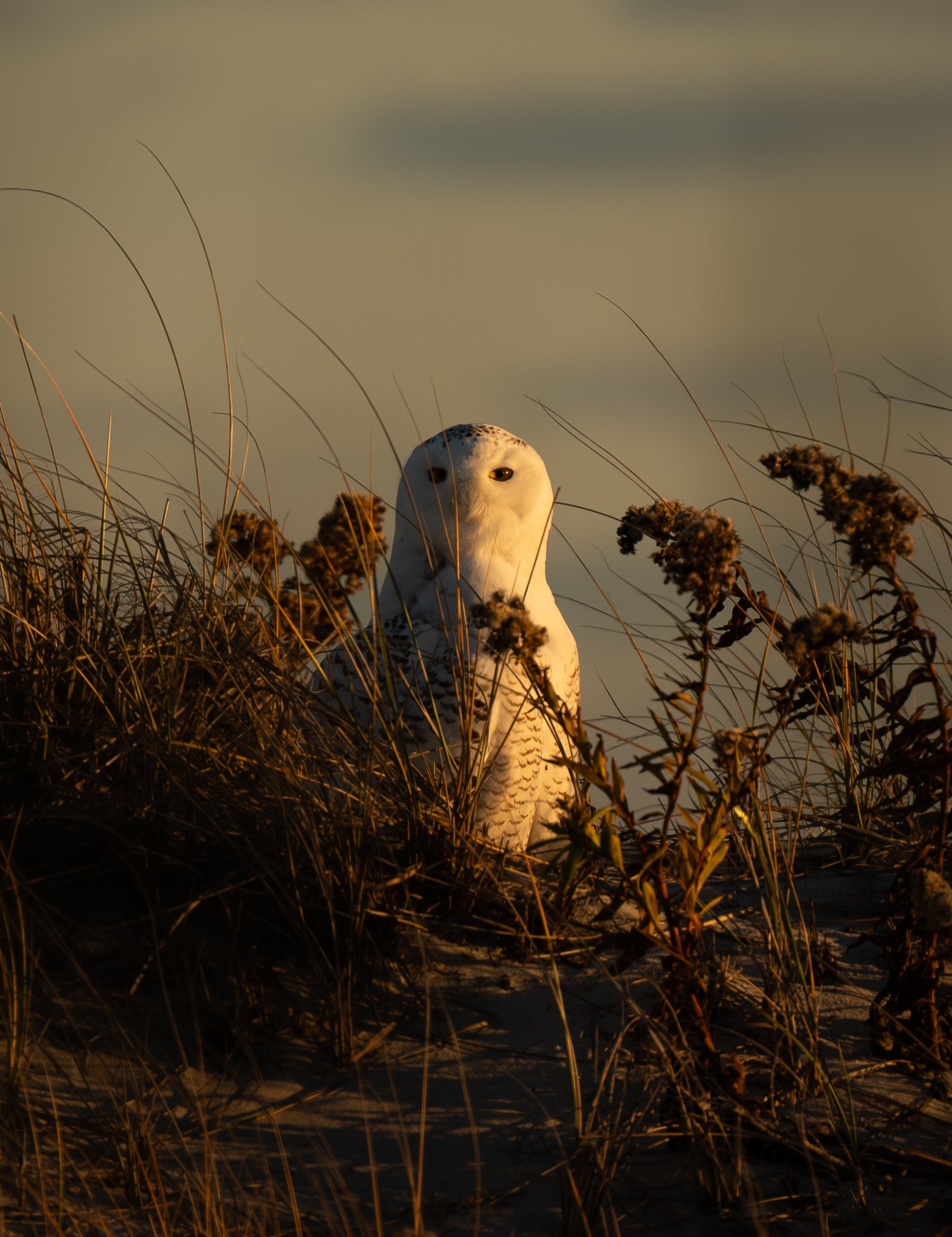 DSC_0830.JPG