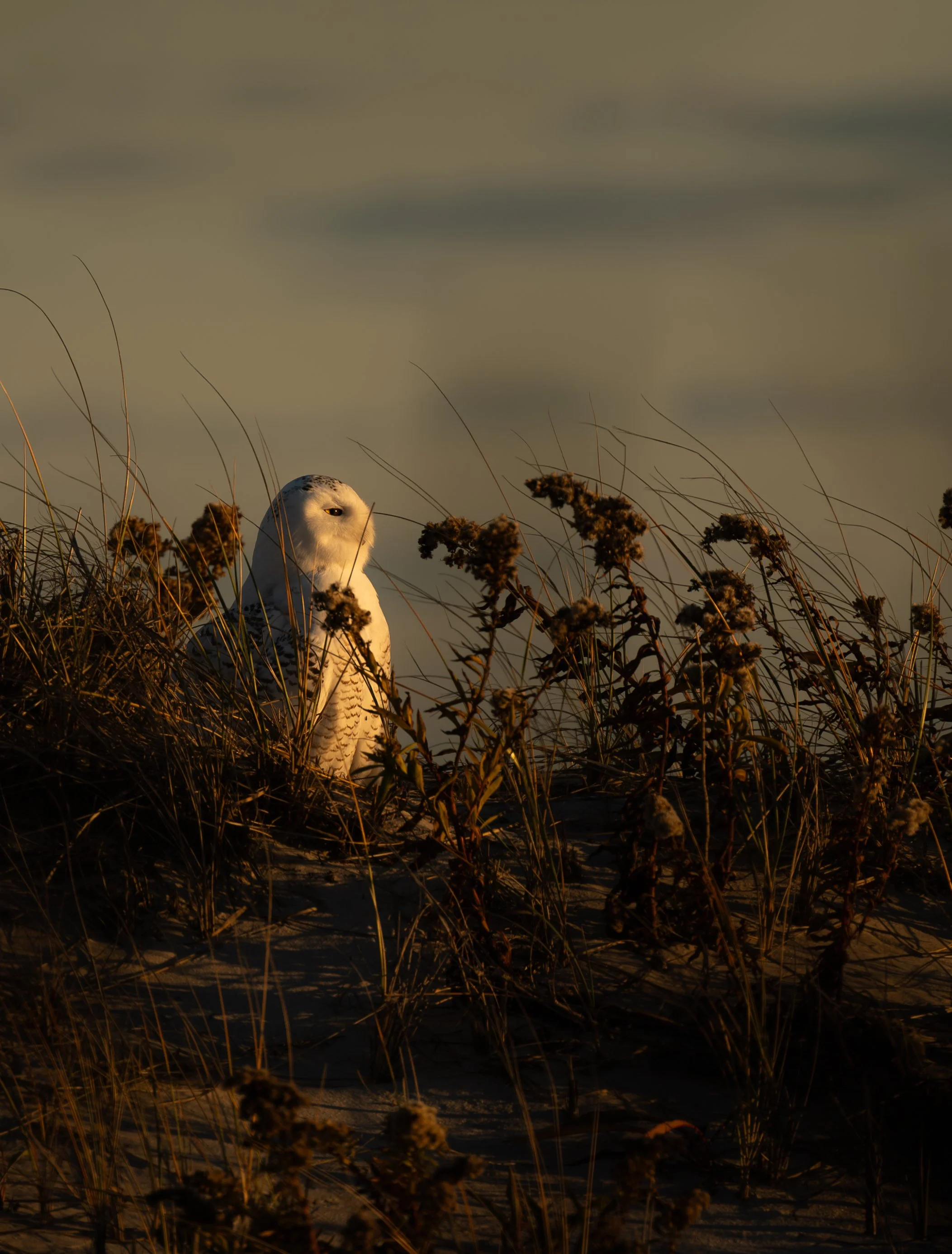 DSC_0794.JPG