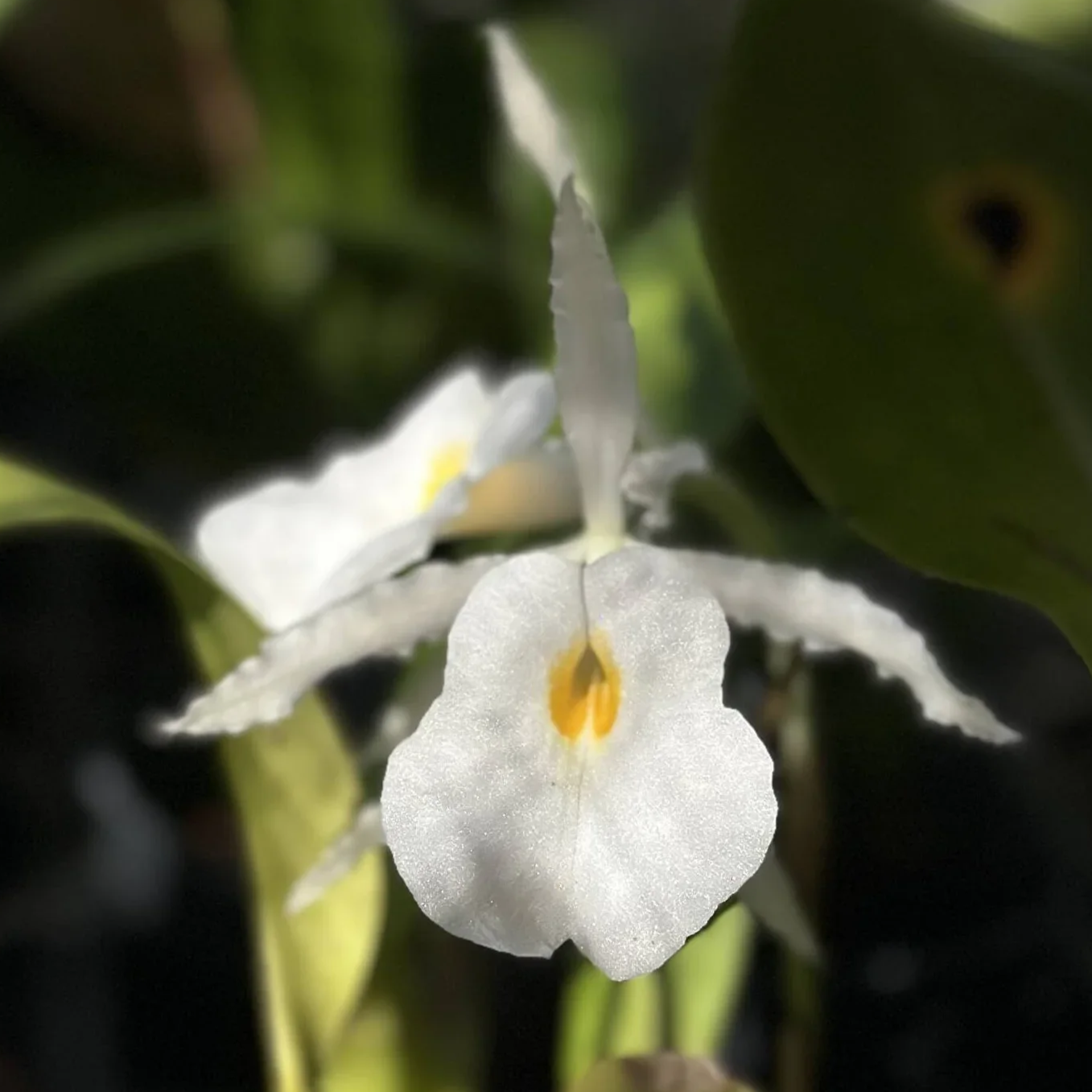 Calade Orchids and Tropicals