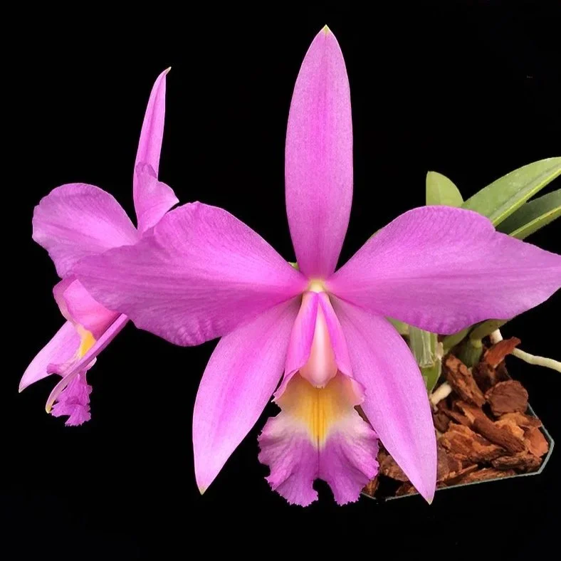 Paramount Orchids
