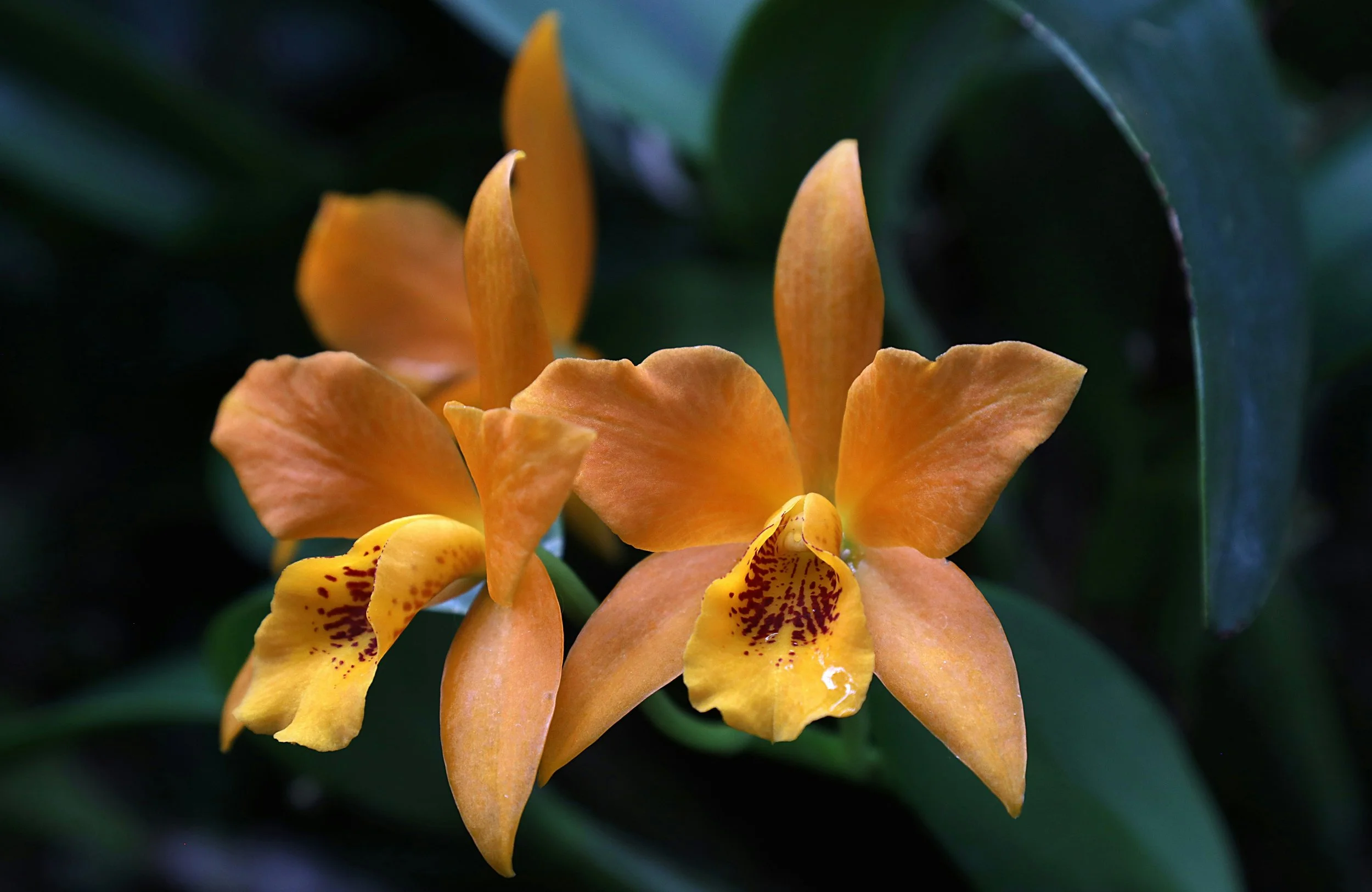 Cattleya Care