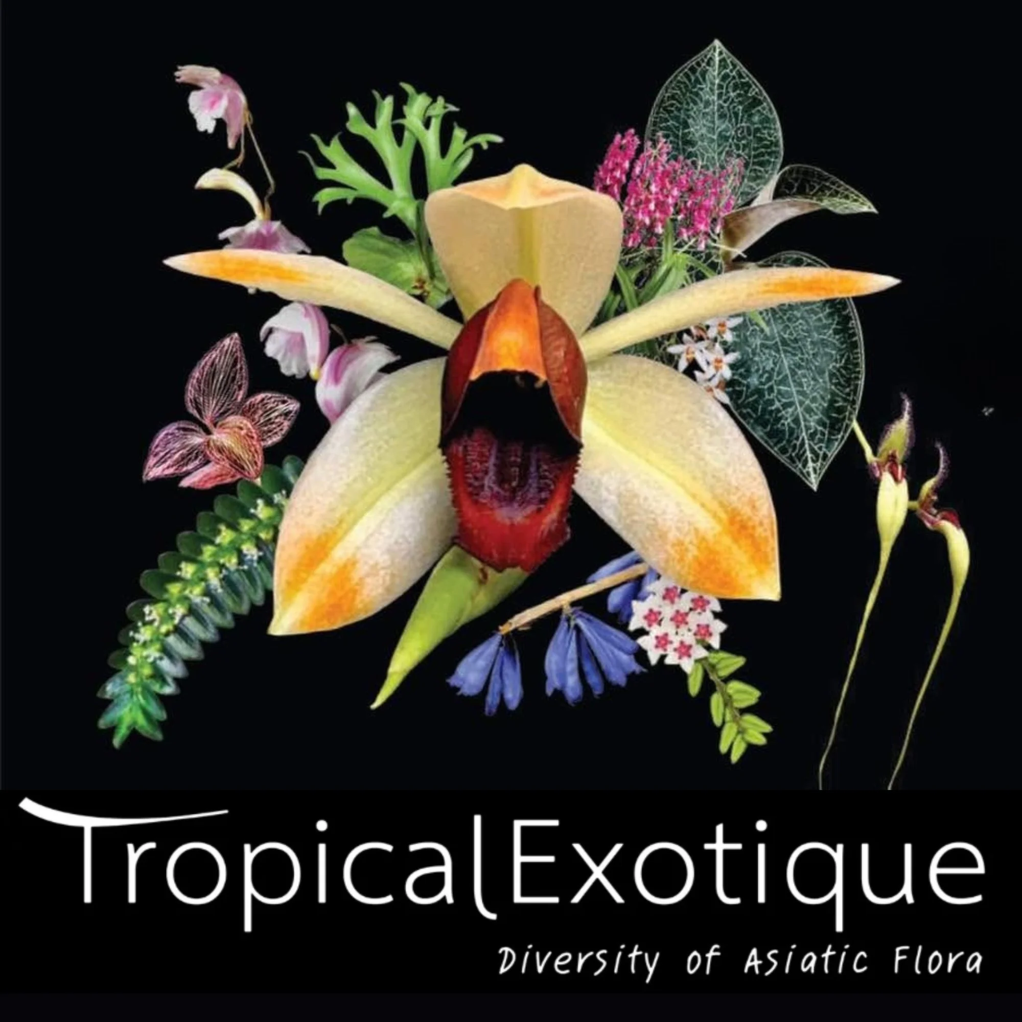 Tropical Exotique