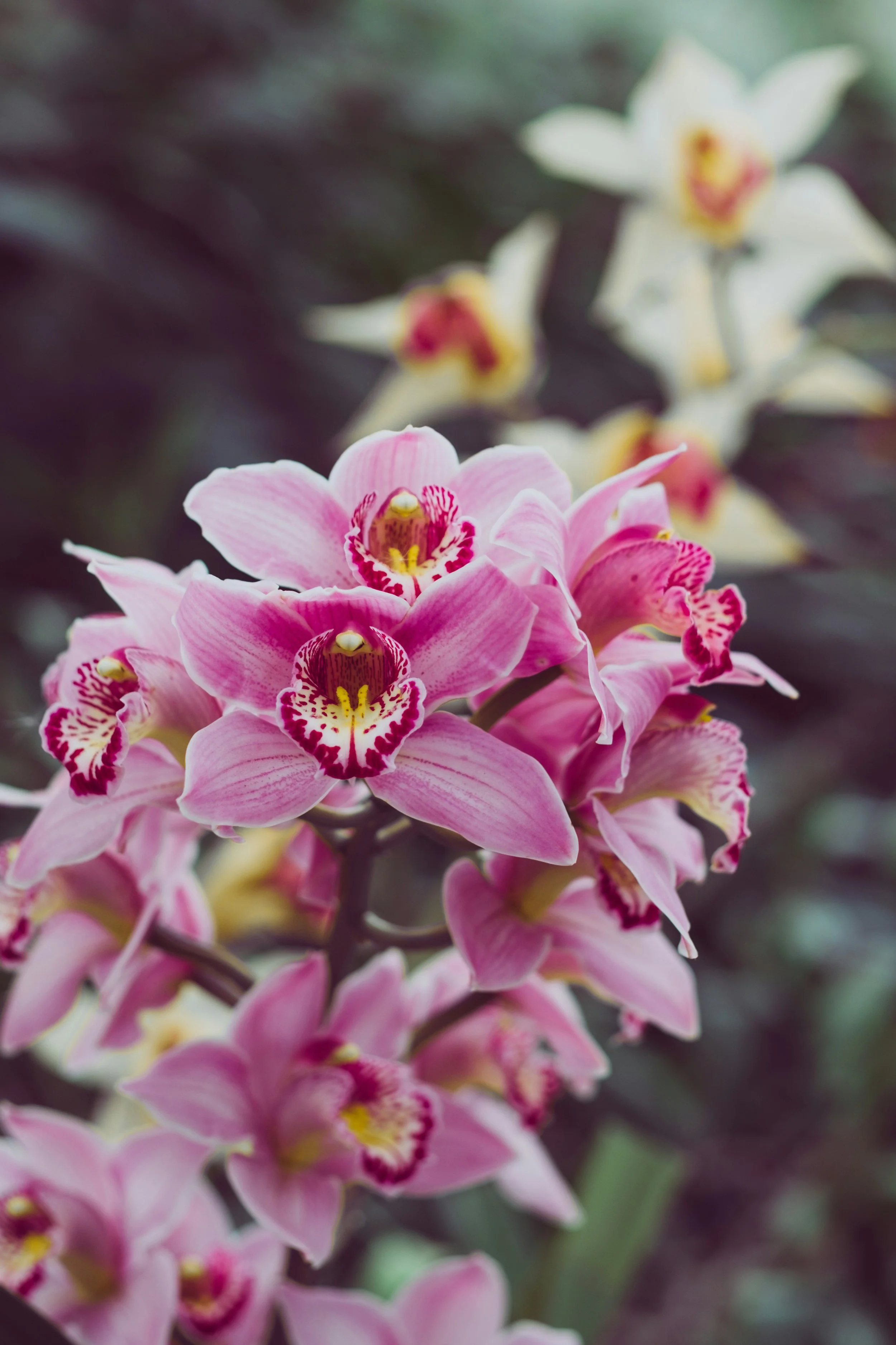 Orchid Care Essentials
