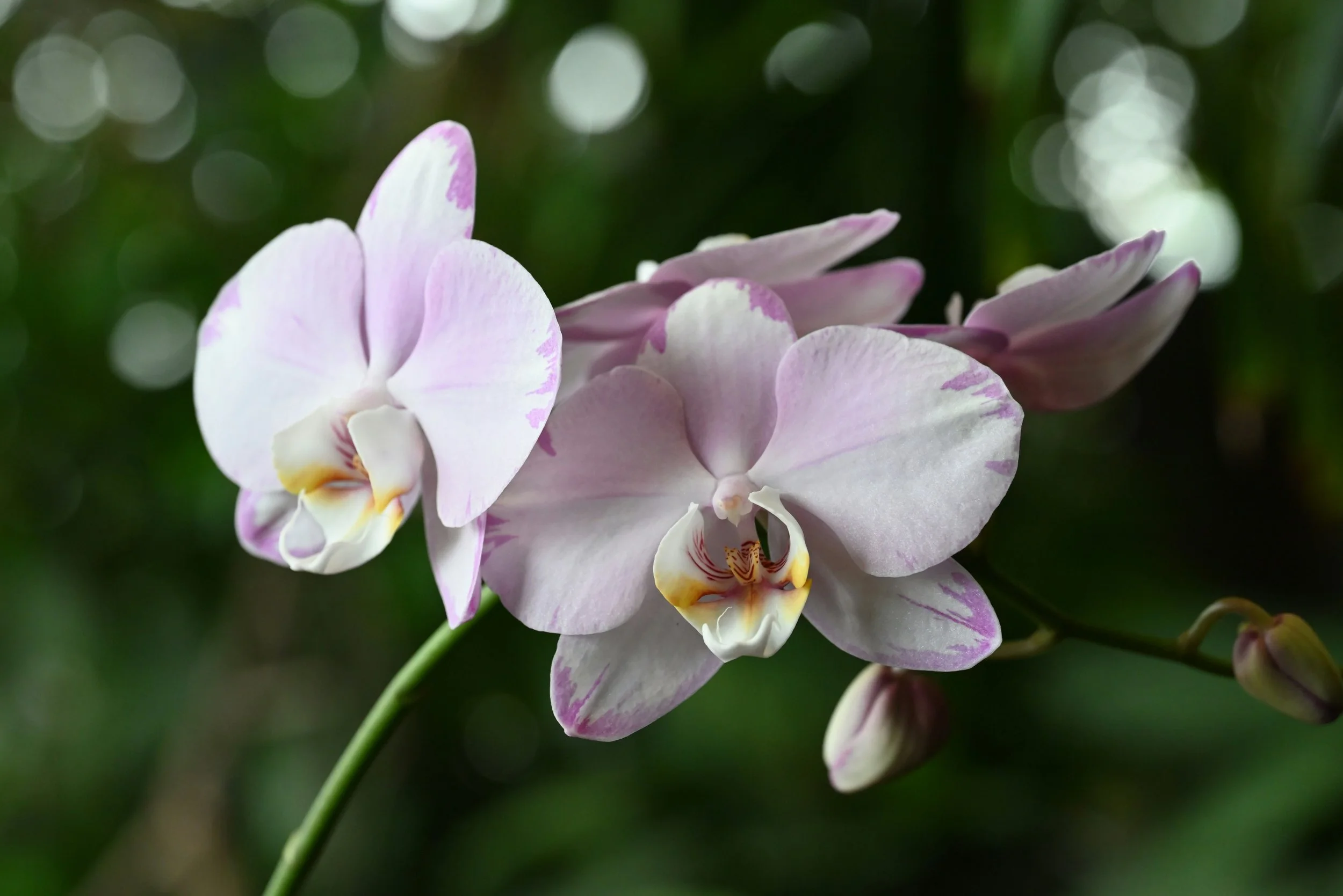 Demystifying Phalaenopsis